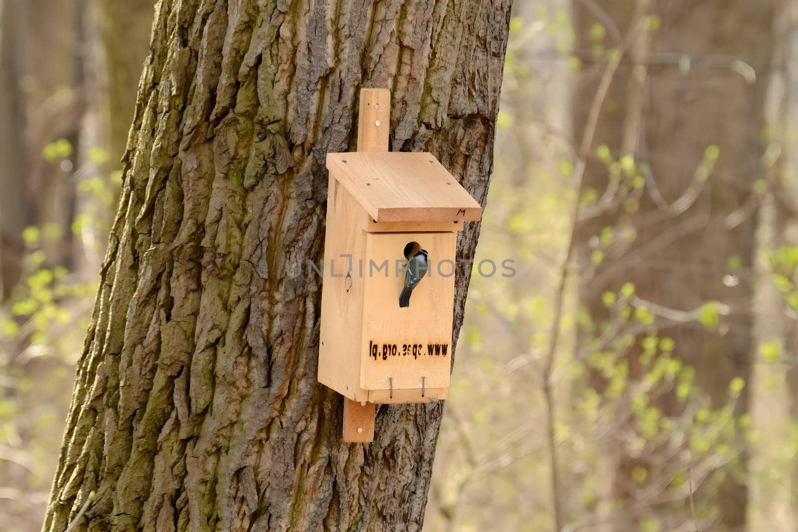 Bird nesting box attached to a sturdy tree, providing a safe shelter for our feathered friends.
