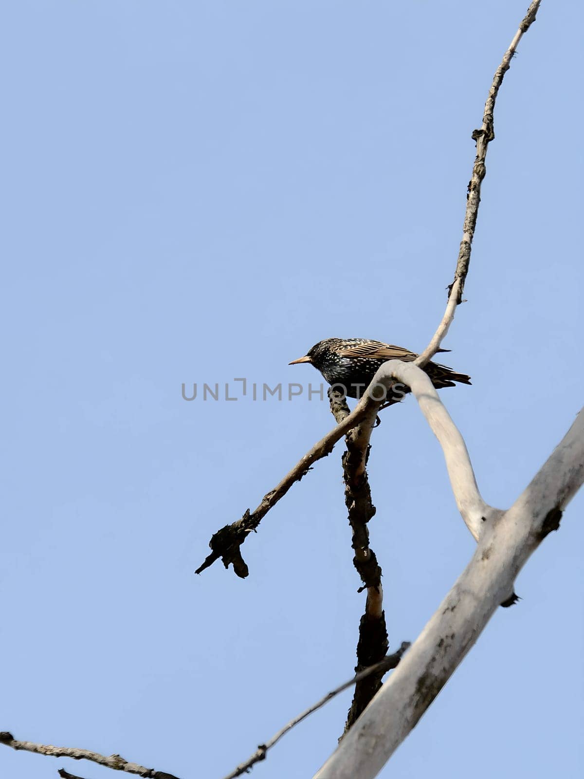 Common Starling perched gracefully on a tree branch with the vast expanse of the sky as a serene backdrop. Nature's beauty in harmony.