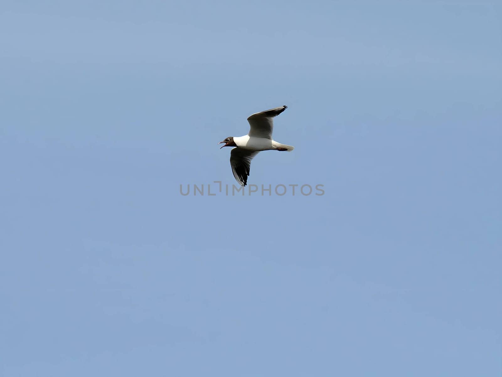 Graceful black-headed gull soaring through the vast sky, its wings spread wide in elegant flight.
