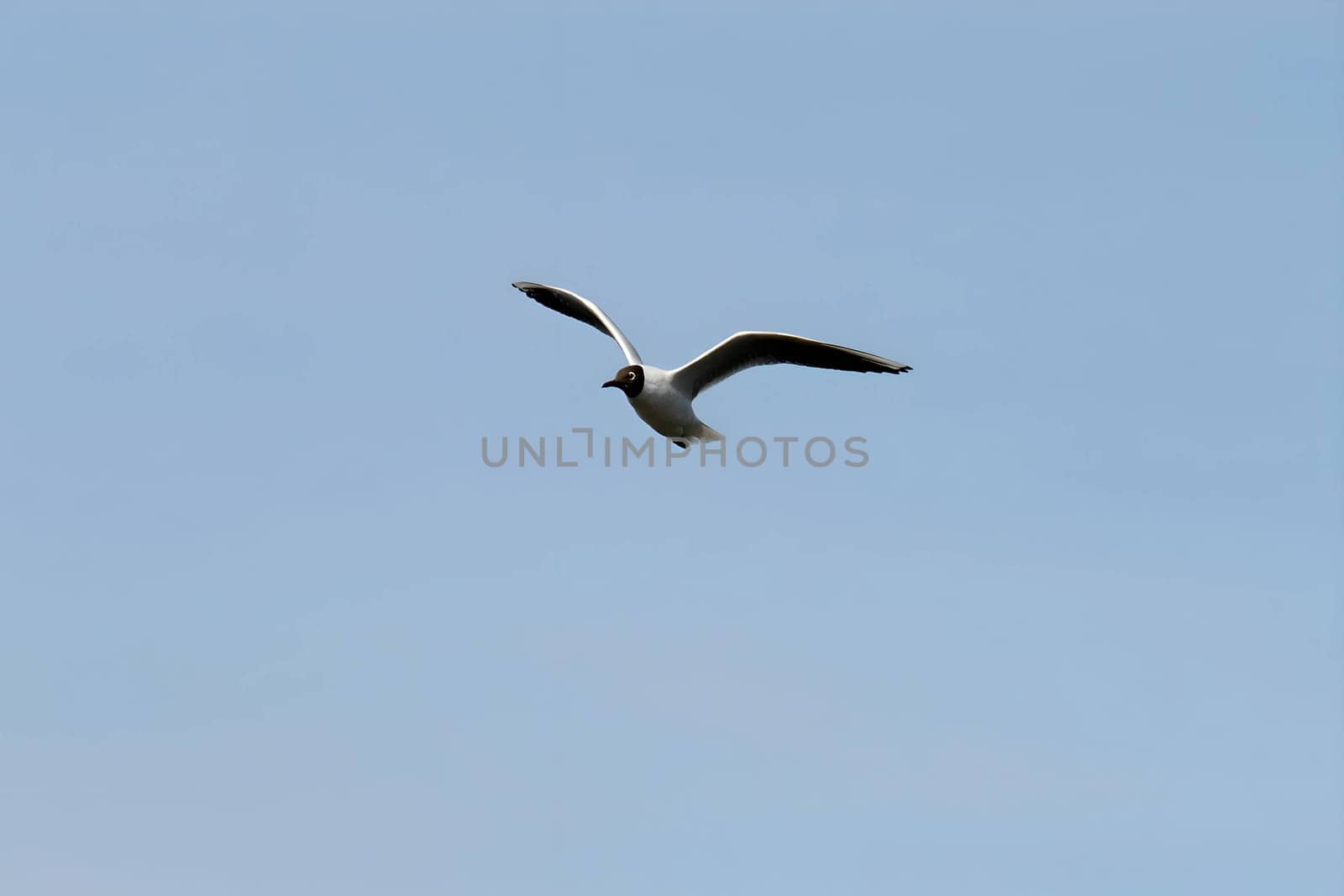 Graceful black-headed gull soaring through the vast sky, its wings spread wide in elegant flight.