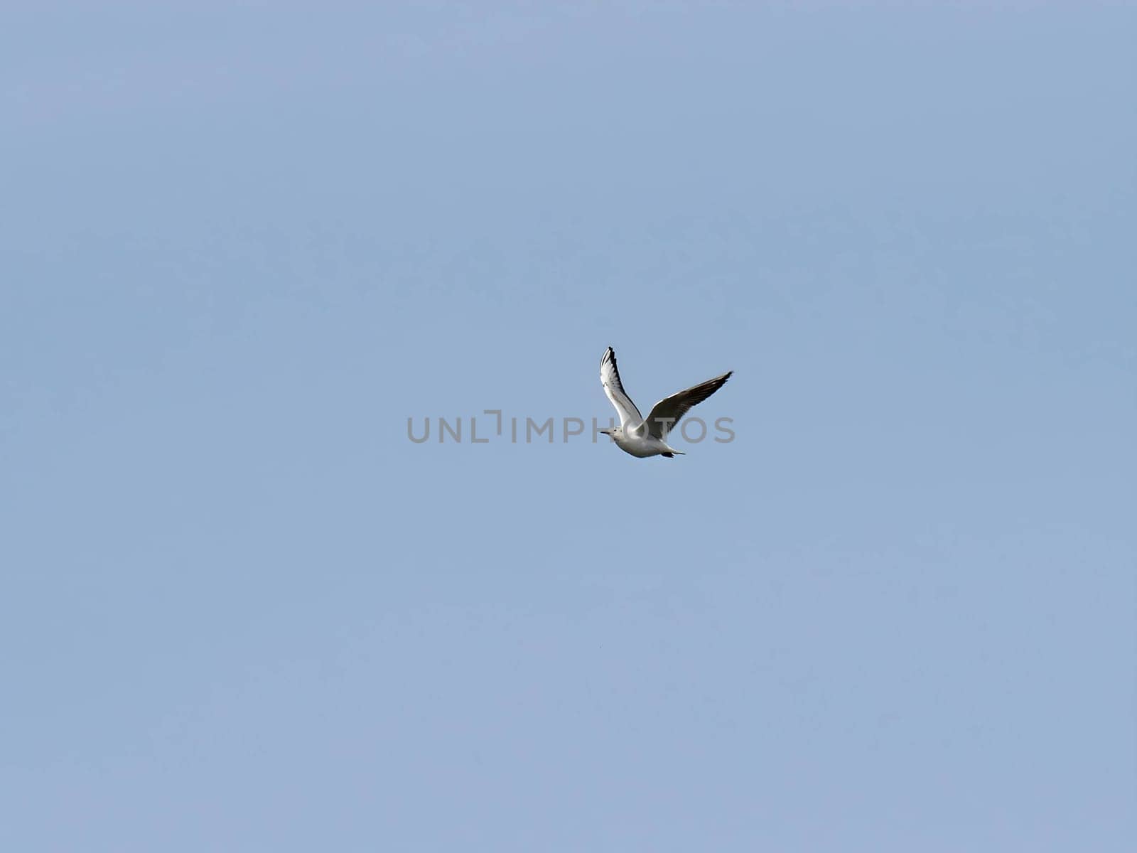 Common Gull majestically gliding through the clear blue sky.