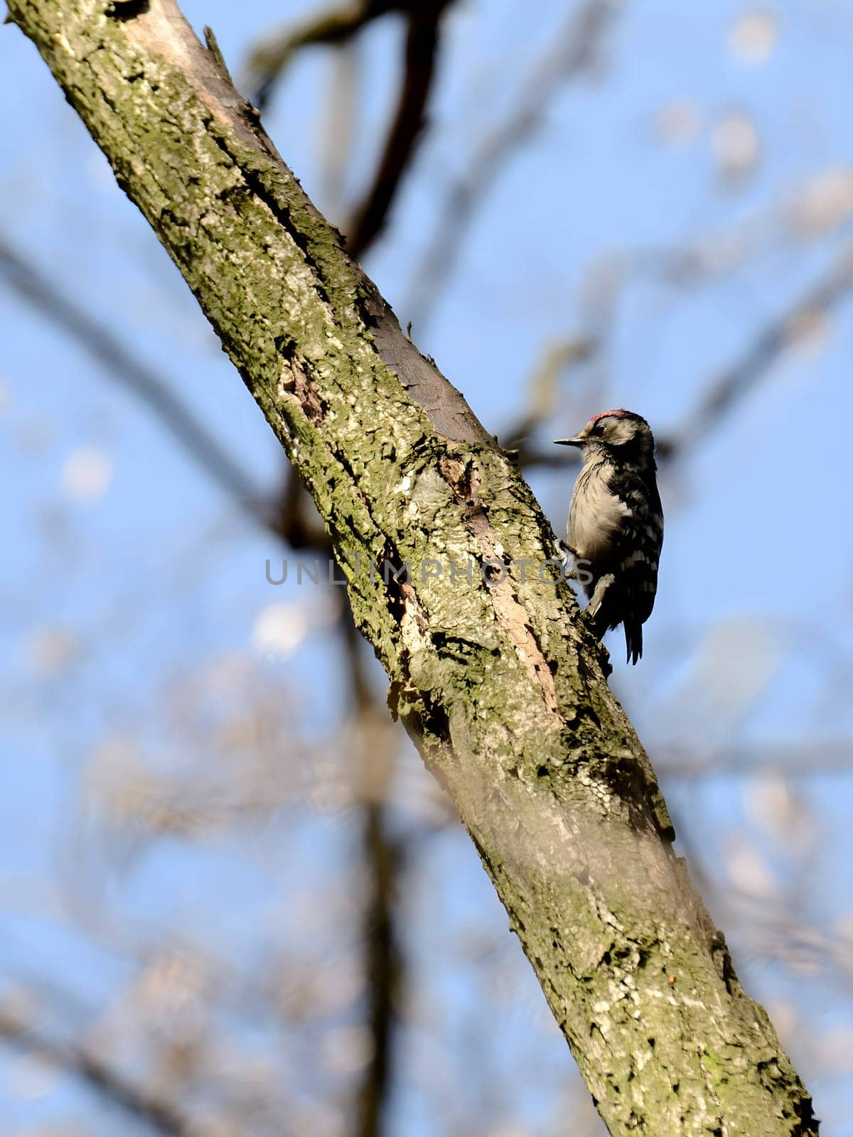 Lesser Spotted Woodpecker skillfully clinging to a tree trunk, set against a beautifully blurred sky background, showcasing nature's harmony.