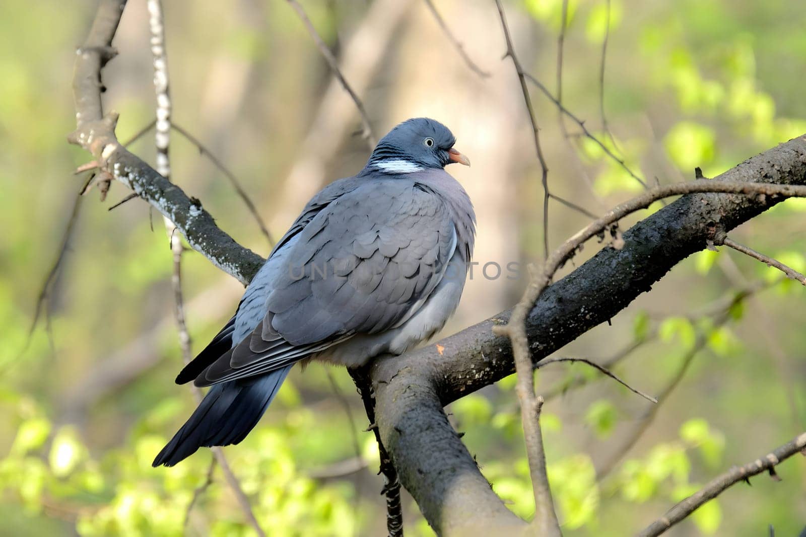 In this close-up photo, a Common Wood Pigeon perches gracefully on a tree branch, showcasing its intricate feather patterns and peaceful demeanor.