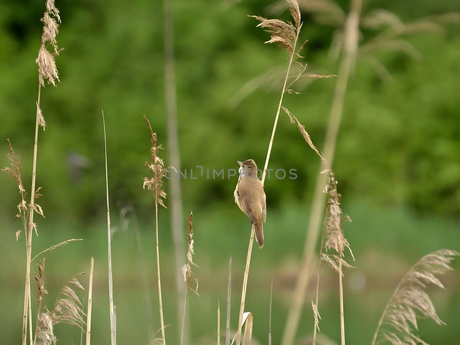 Graceful Great Reed Warbler resting on dry reeds, showcasing its vibrant colors against the natural background. A picturesque scene of wildlife.