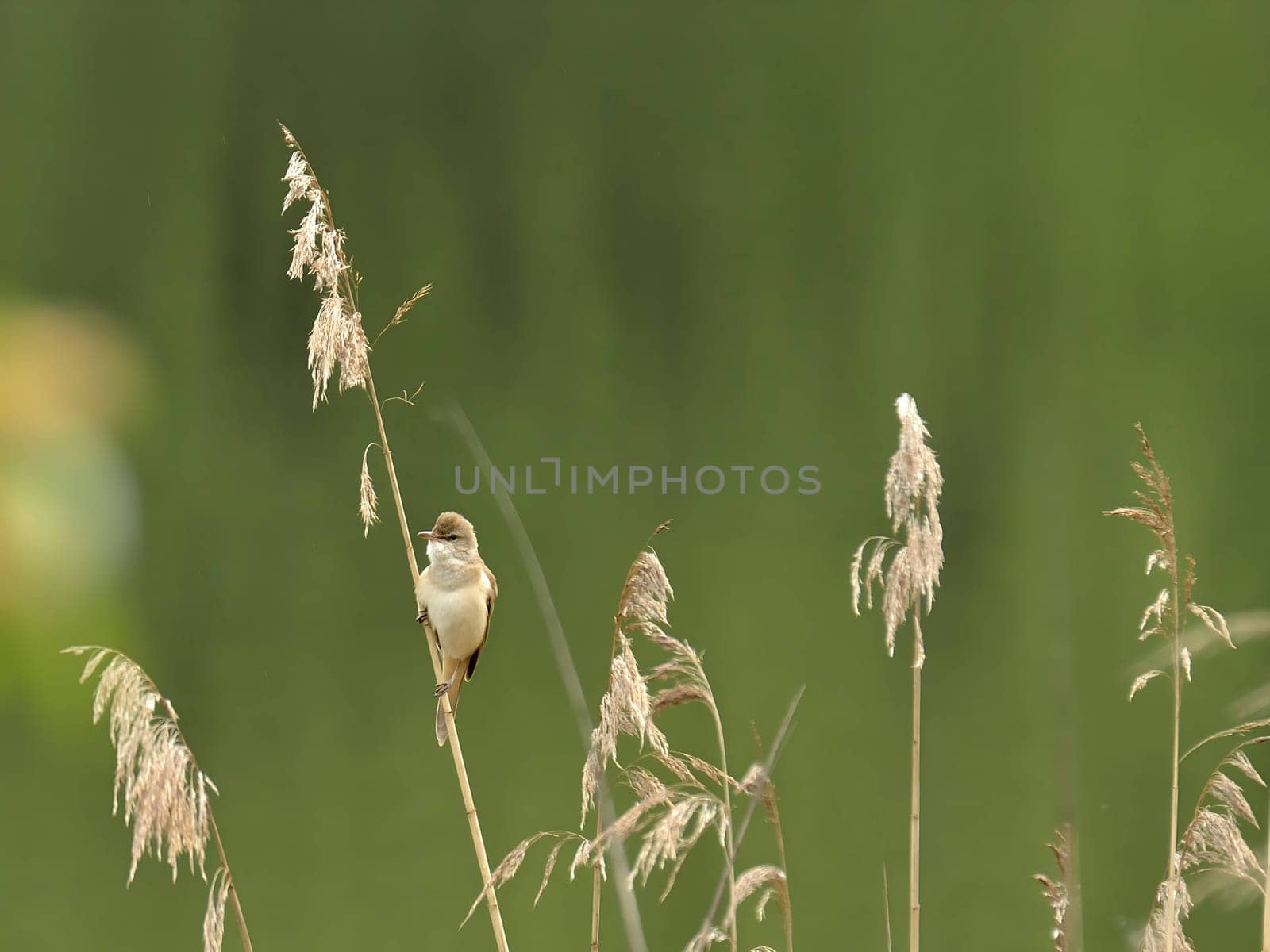 Graceful Great Reed Warbler resting on dry reeds, showcasing its vibrant colors against the natural background. A picturesque scene of wildlife.