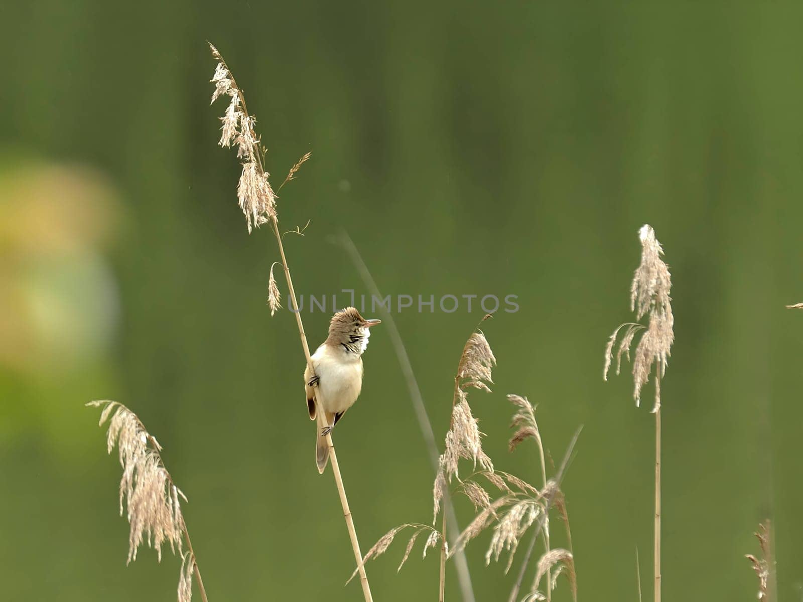 Graceful Great Reed Warbler resting on dry reeds, showcasing its vibrant colors against the natural background. A picturesque scene of wildlife.