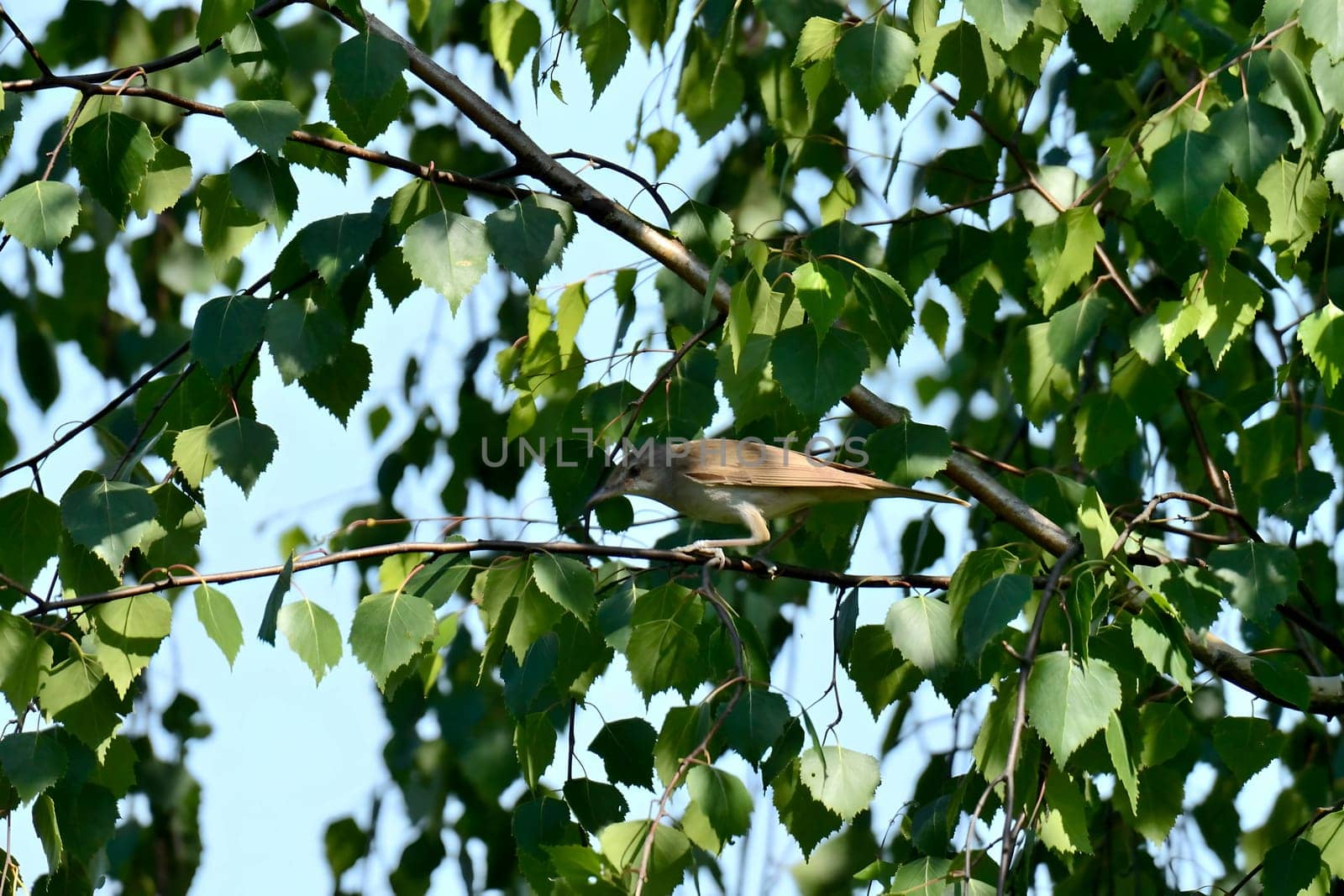 Eurasian penduline tit perched on a tree branch, displaying its charming and delicate features.