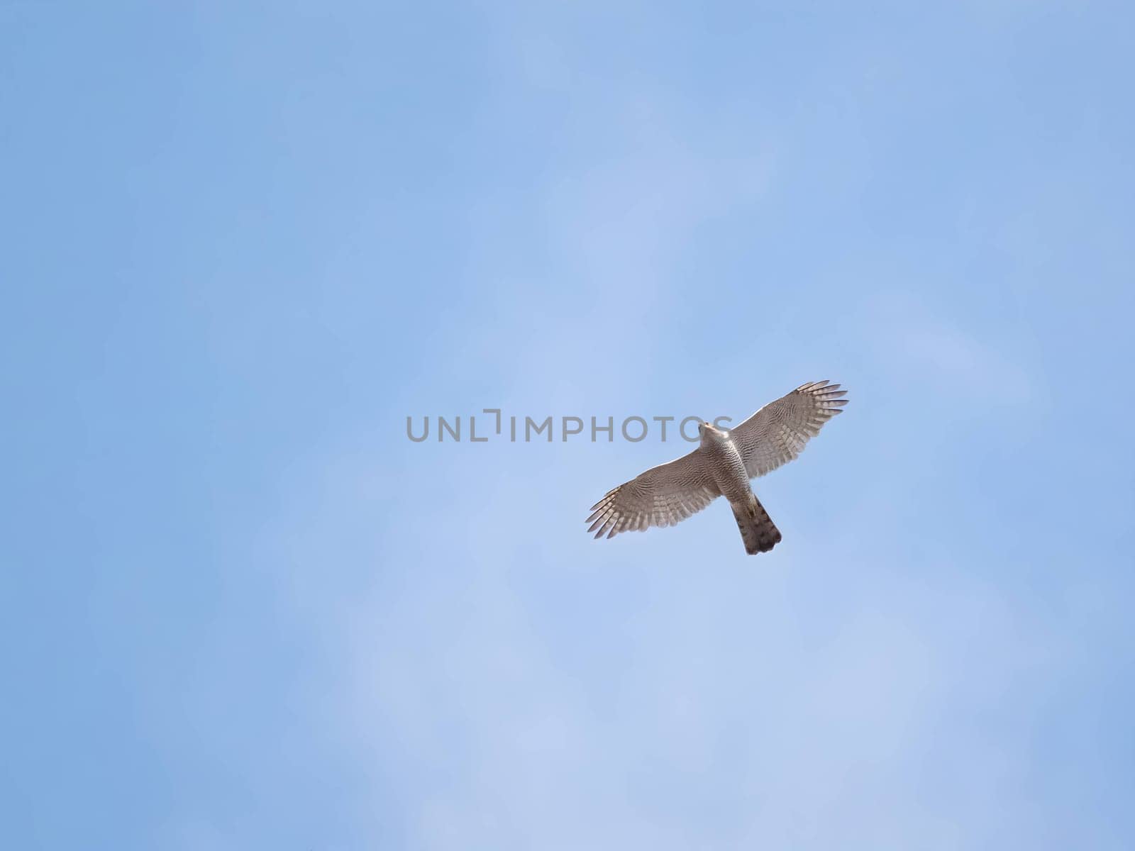 Graceful Eurasian Sparrowhawk soaring through the sky, displaying its impressive aerial prowess and keen hunting instincts.
