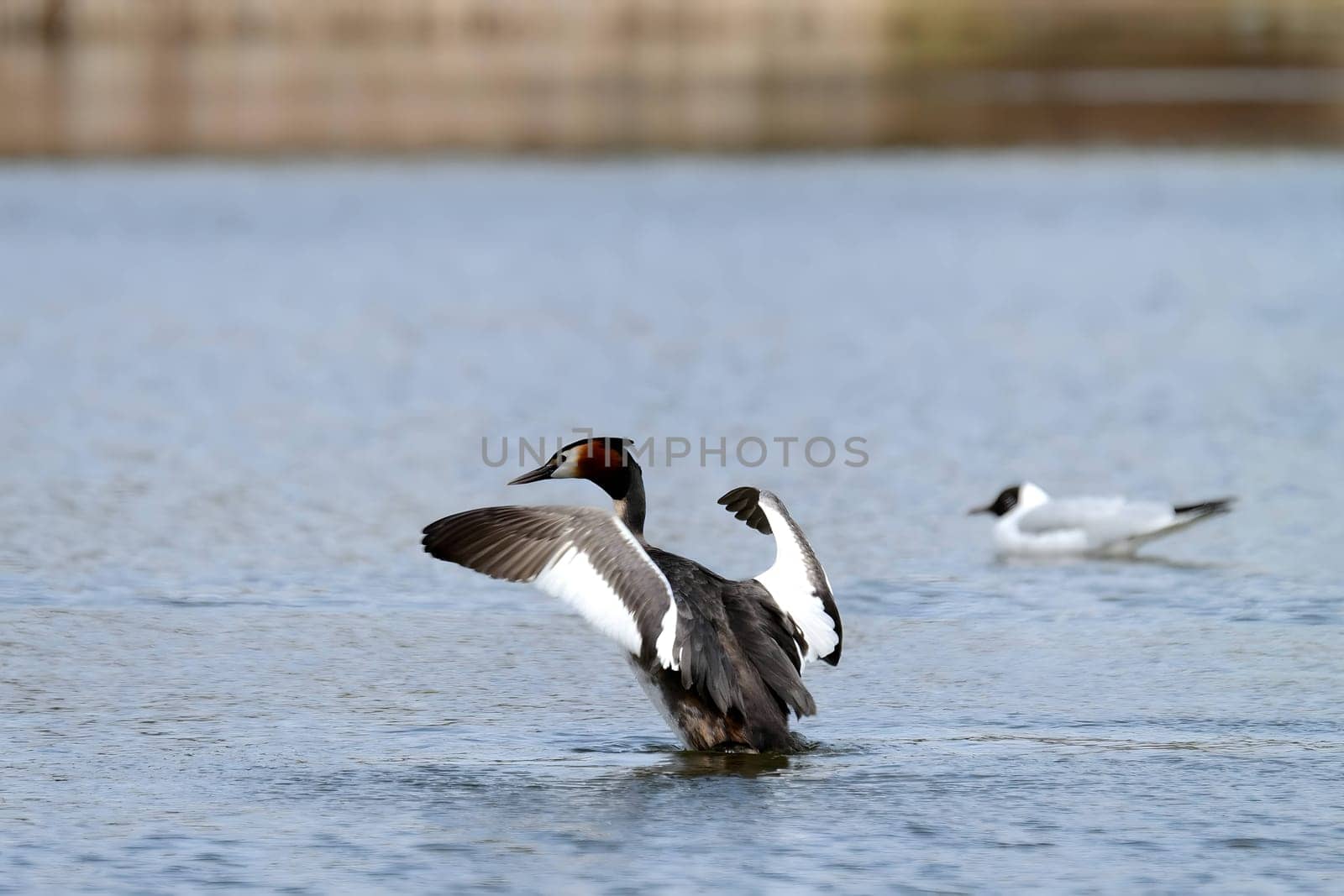 The majestic Great crested grebe, wings outstretched, poised to take flight in a graceful display of natural elegance and freedom.
