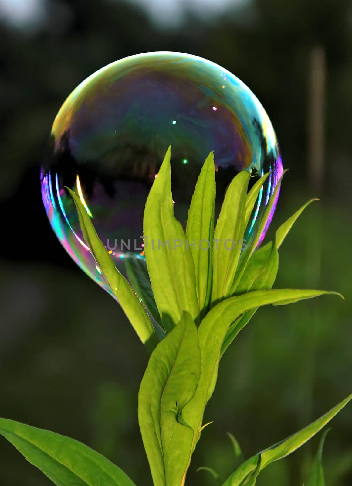 Delicate soap bubbles dance gracefully against the lush green background, creating a mesmerizing display of iridescent colors. Pure enchantment.