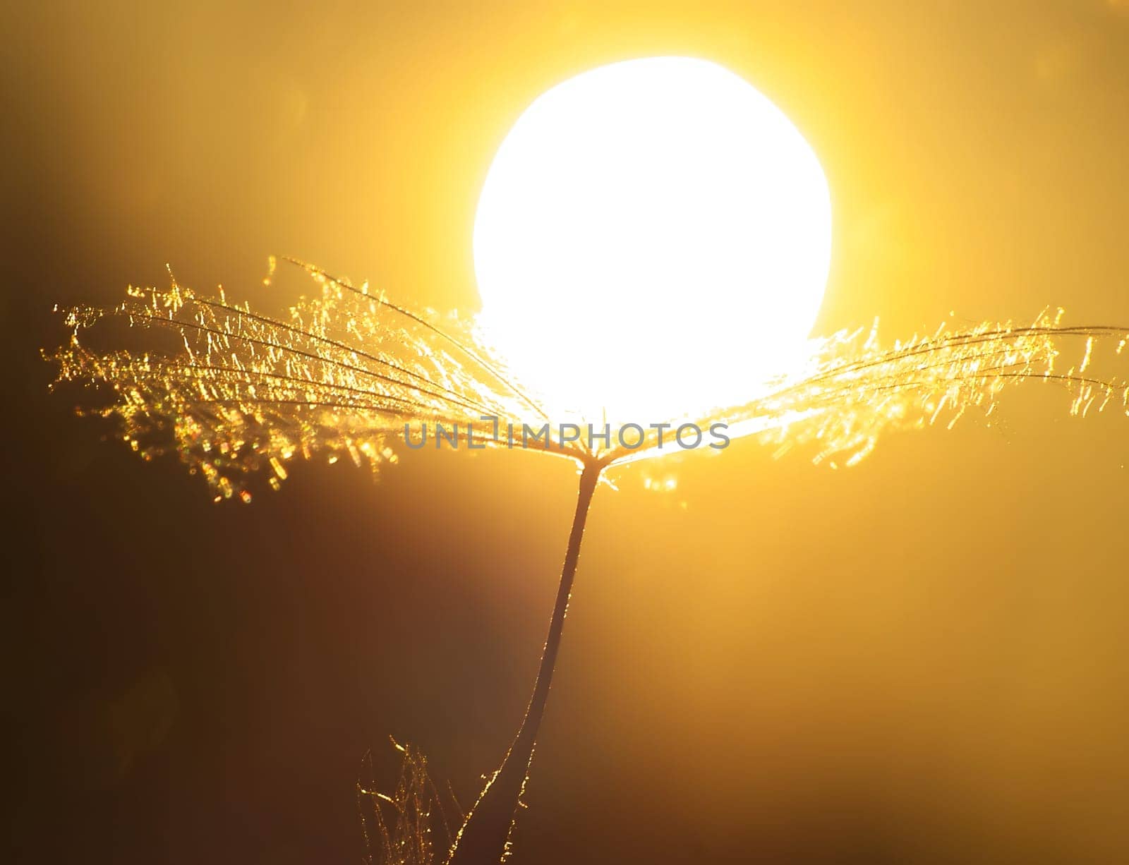The wet dandelion seeds glisten in the sunlight, creating a mesmerizing sight against the backdrop of the sun, capturing the beauty of nature.
