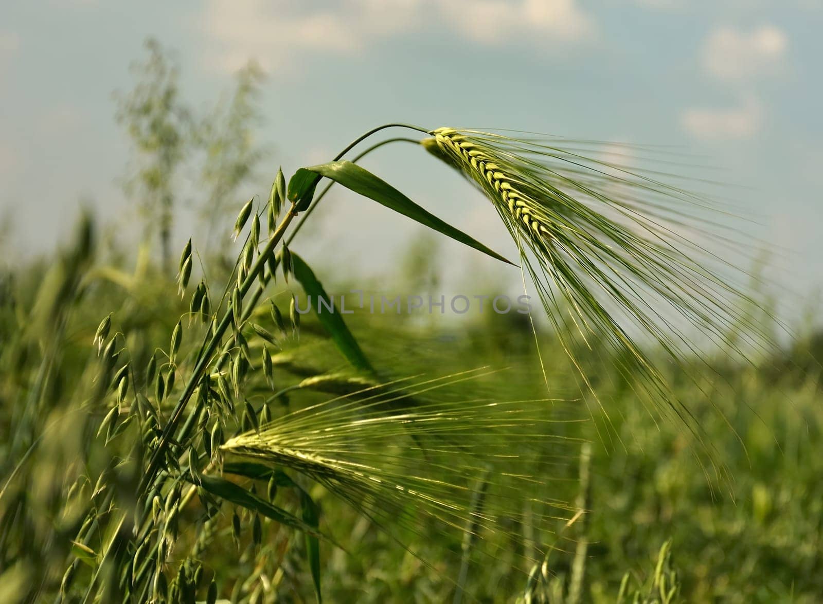 A beautiful sight of golden ears of wheat swaying gently in the field, bathed in the warm sunlight, a symbol of abundance and harvest.
