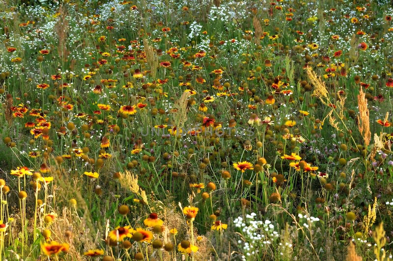 A breathtaking sight of a vast field of colorful flowers, their petals dancing in the gentle breeze, creating a beautiful and vibrant landscape.