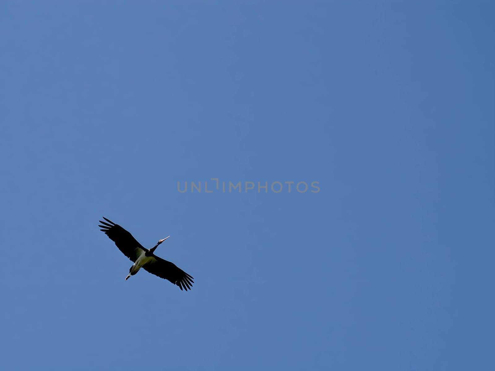 The magnificent Black Stork soars gracefully through the sky, displaying its impressive wingspan and captivating everyone with its elegant flight.