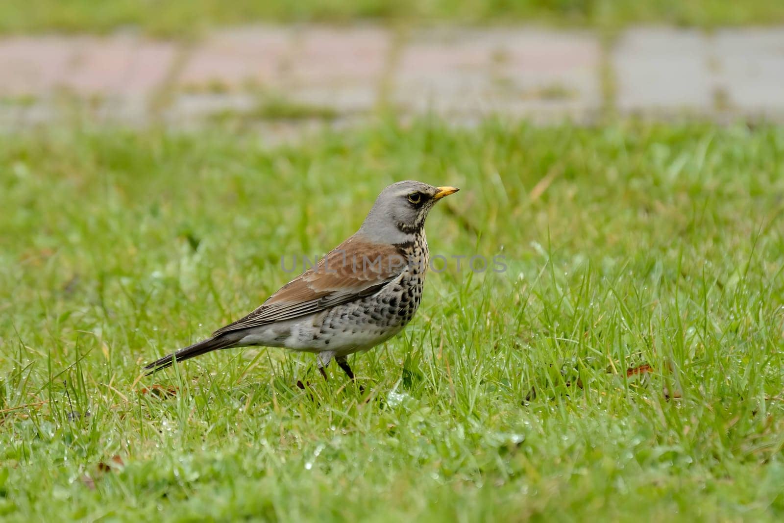 The beautiful Fieldfare rests on the lush green grass, its feathers shining in the daylight. Its presence adds a touch of nature's wonder to the scenery.