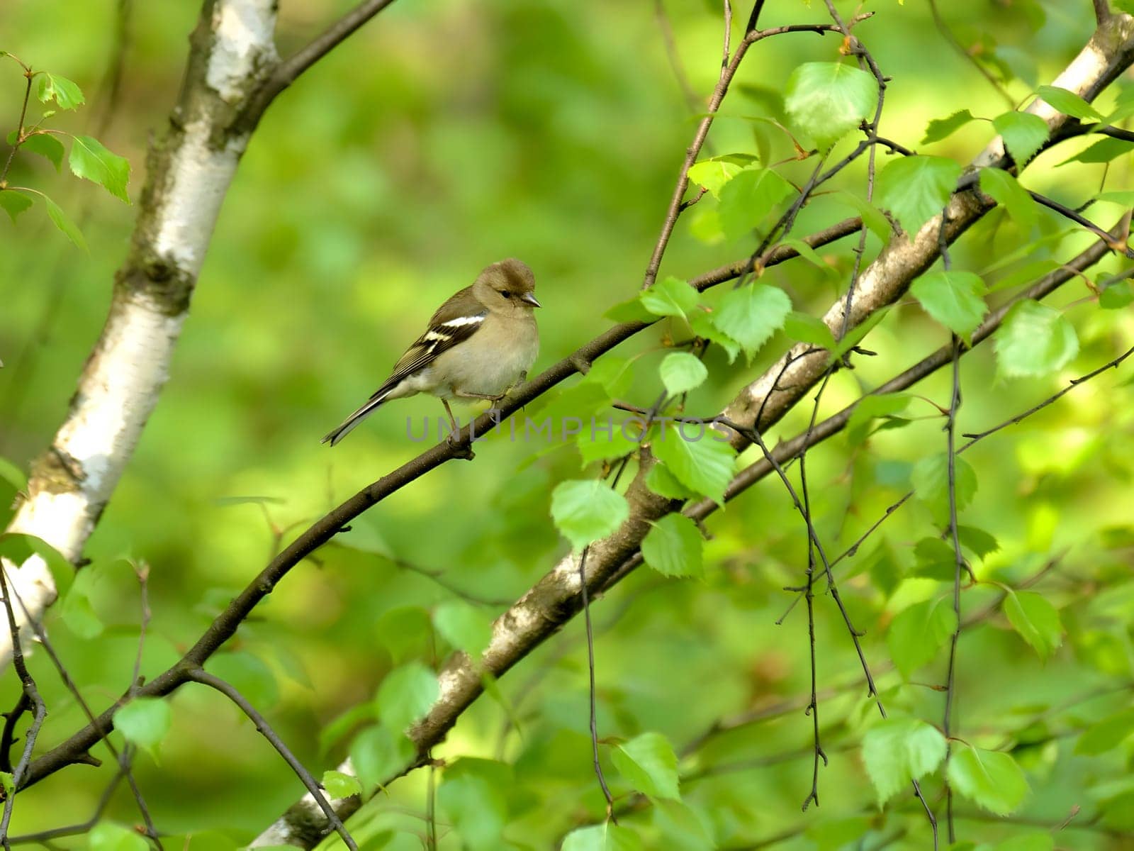 The Common Chaffinch perches gracefully on a birch branch, its colorful plumage blending harmoniously with the tree's bark. A charming sight in nature.