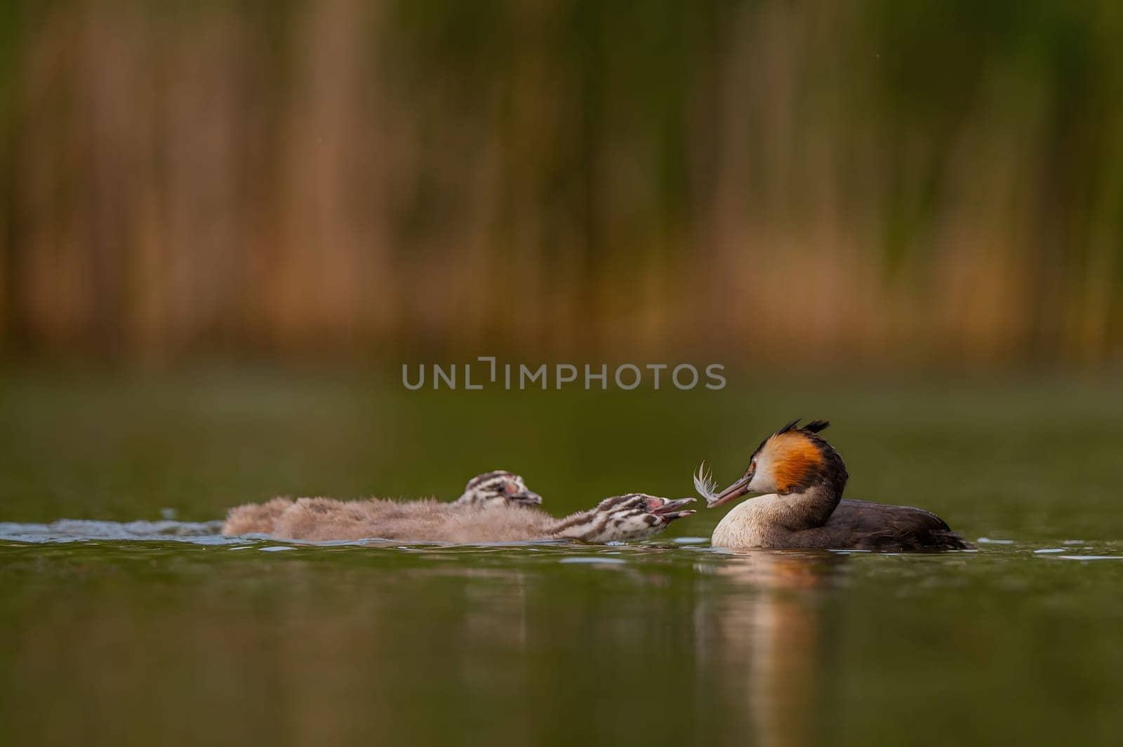 Great Crested Grebe feeding its young, with blurred greenery and sheet of water in the background.Wildlife photo!