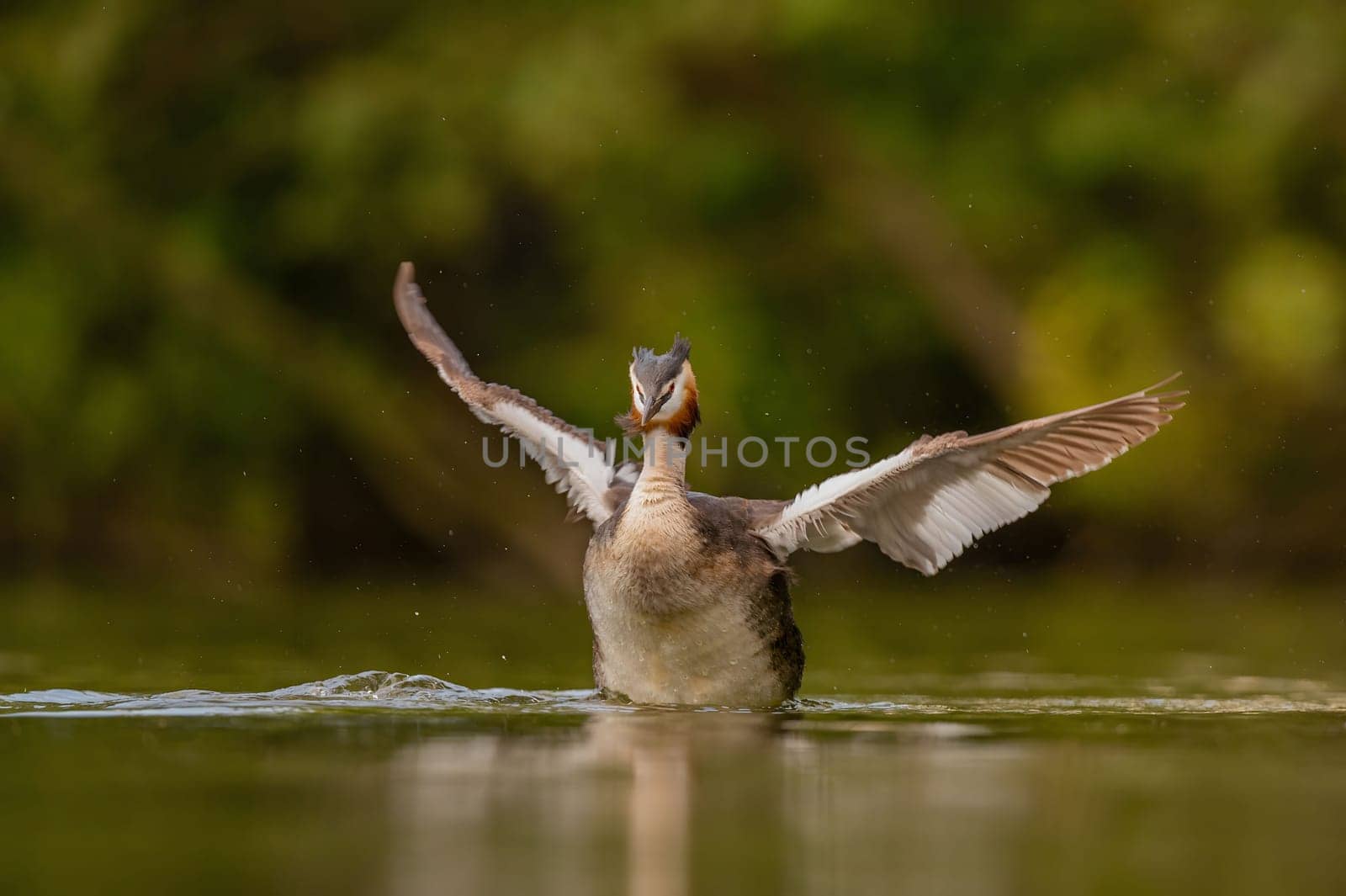 Great Crested Grebe spreading its wings for flight, with blurry greenery and sheet of water in the background.Wildlife photo!