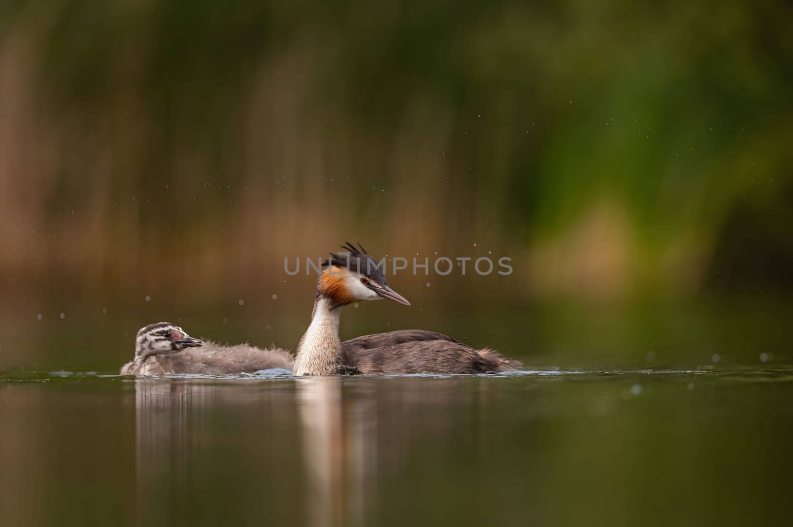 Great Crested Grebe with cubs on the water, smudged greenery and water surface in the background.Wildlife photo!