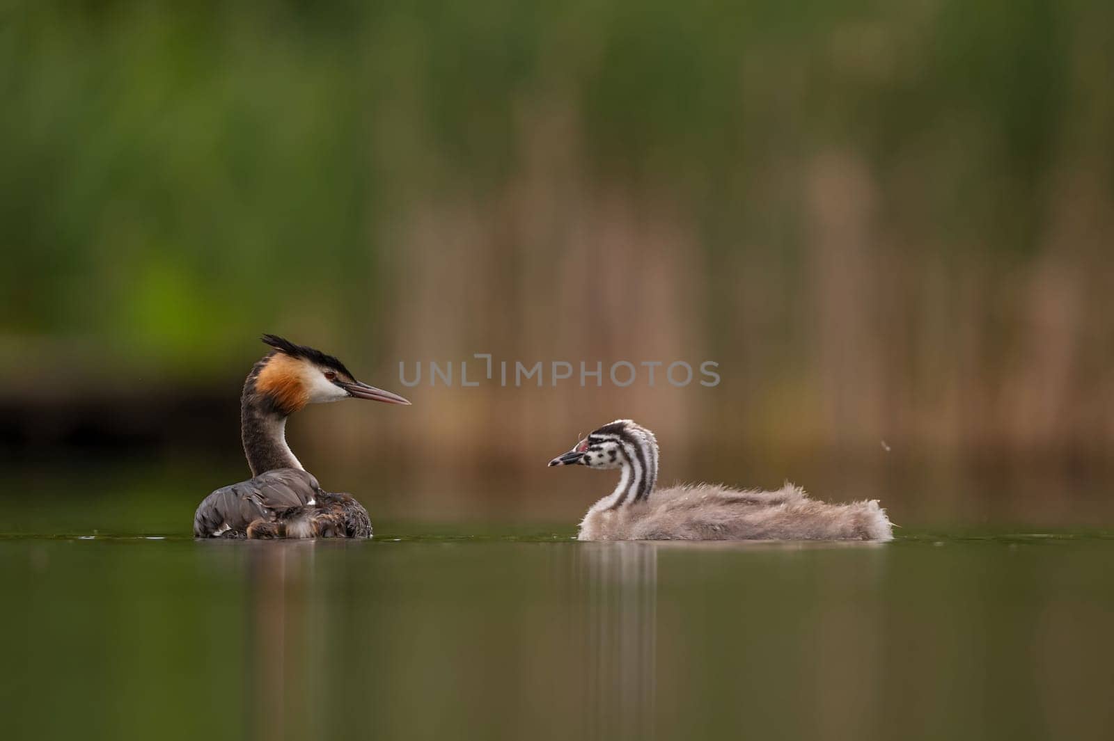 Great Crested Grebe with cubs on the water, smudged greenery and water surface in the background.Wildlife photo!