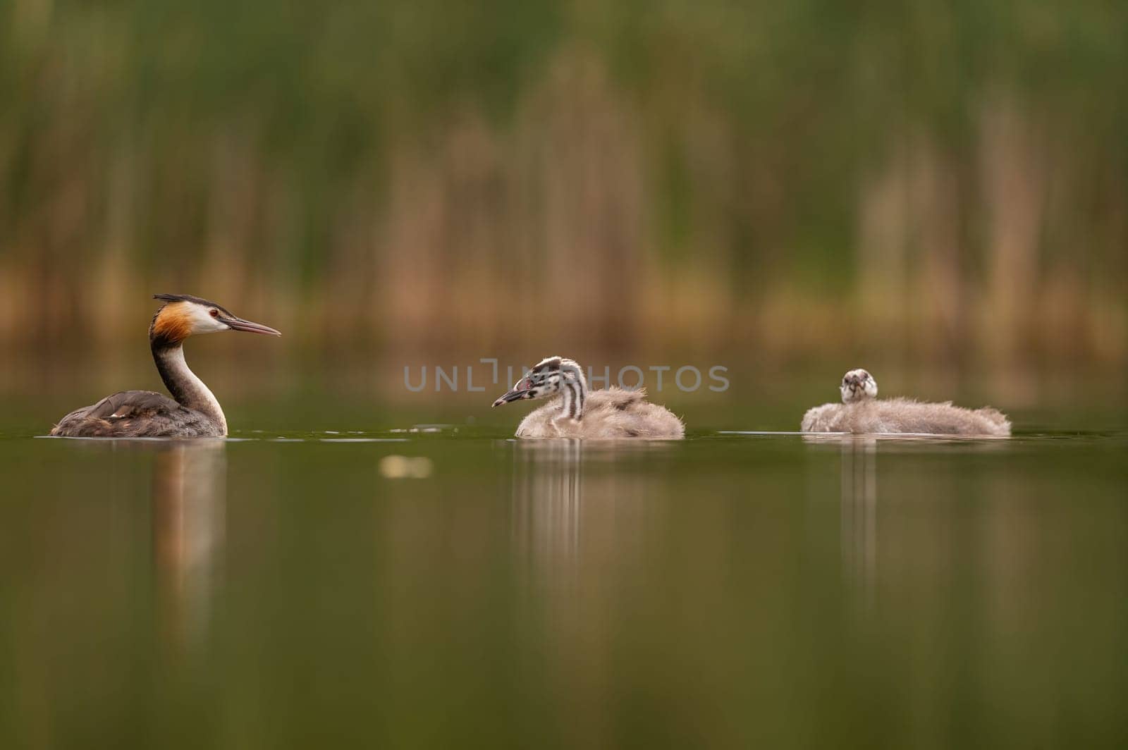 Great Crested Grebe with cubs on the water, smudged greenery and water surface in the background.Wildlife photo!