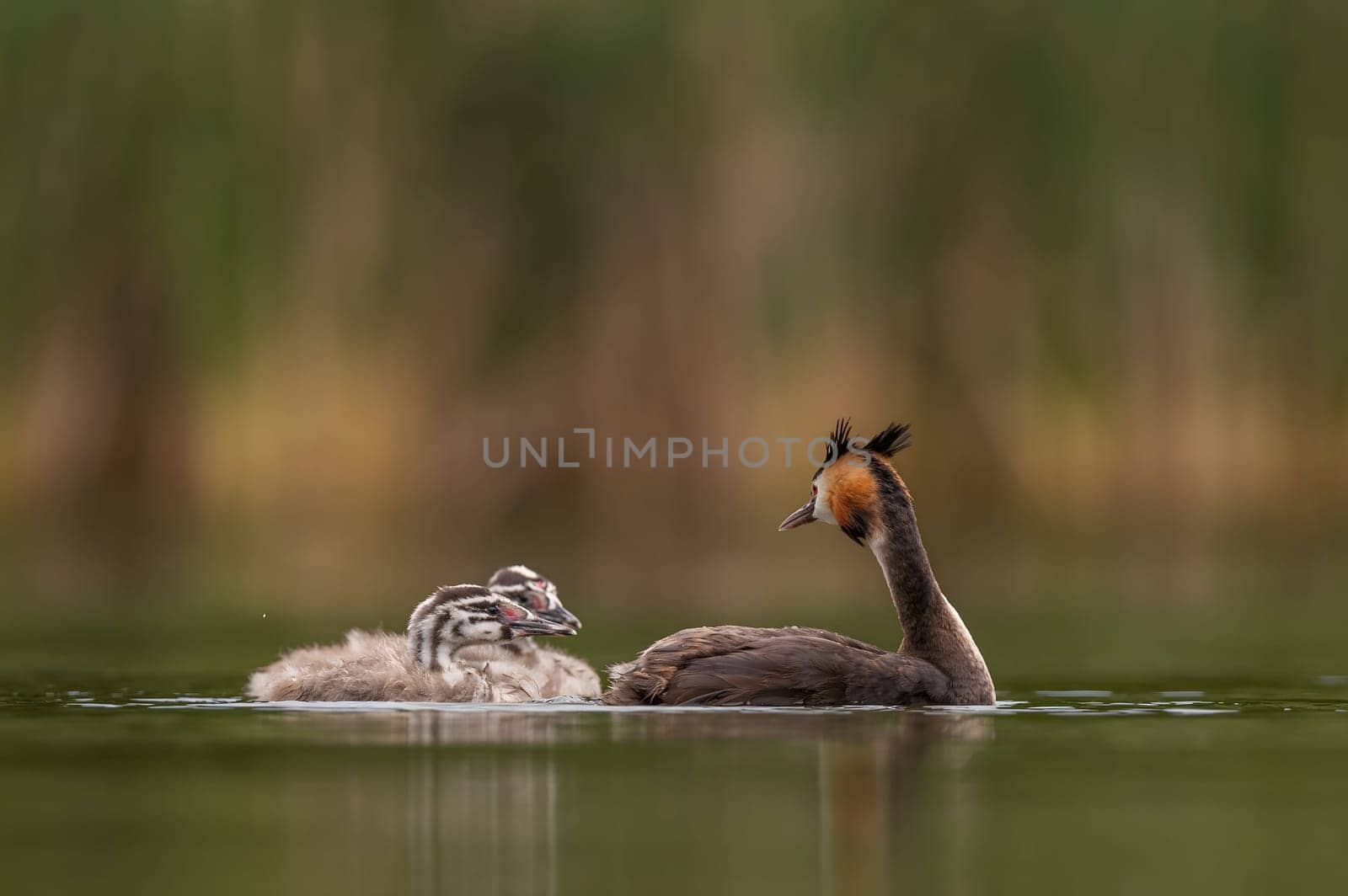 Great Crested Grebe with cubs on the water, smudged greenery and water surface in the background.Wildlife photo!