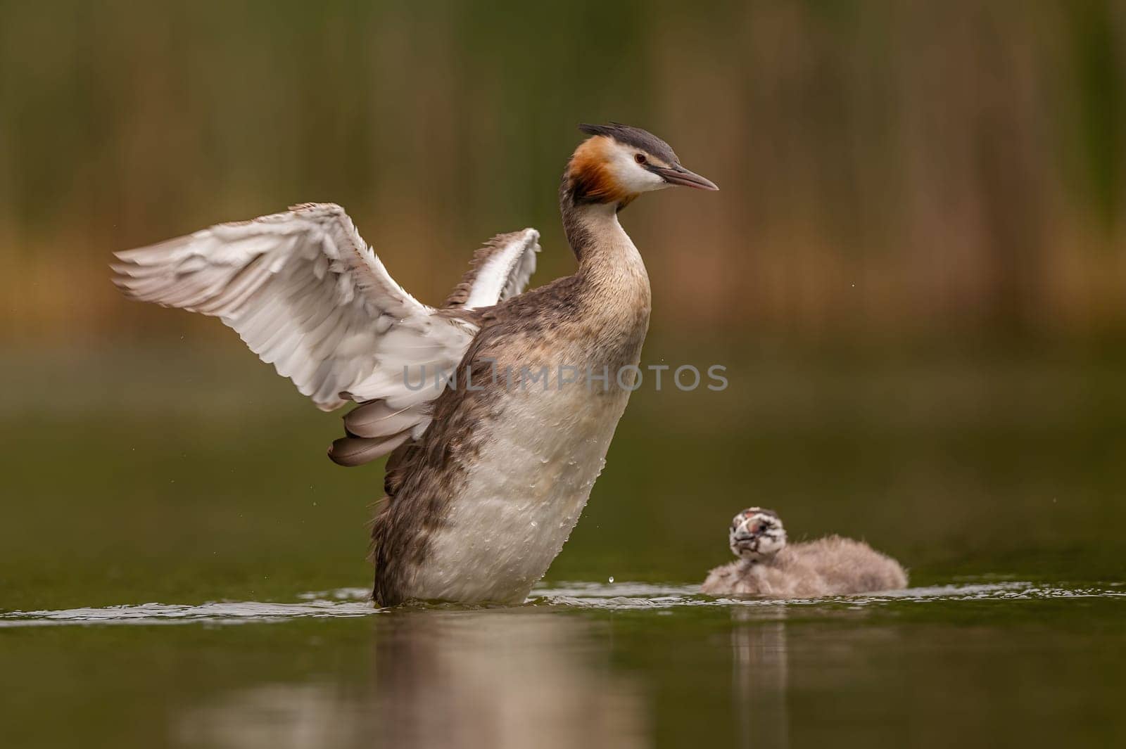 Great Crested Grebe spreading its wings for flight, with blurry greenery and sheet of water in the background.Wildlife photo!