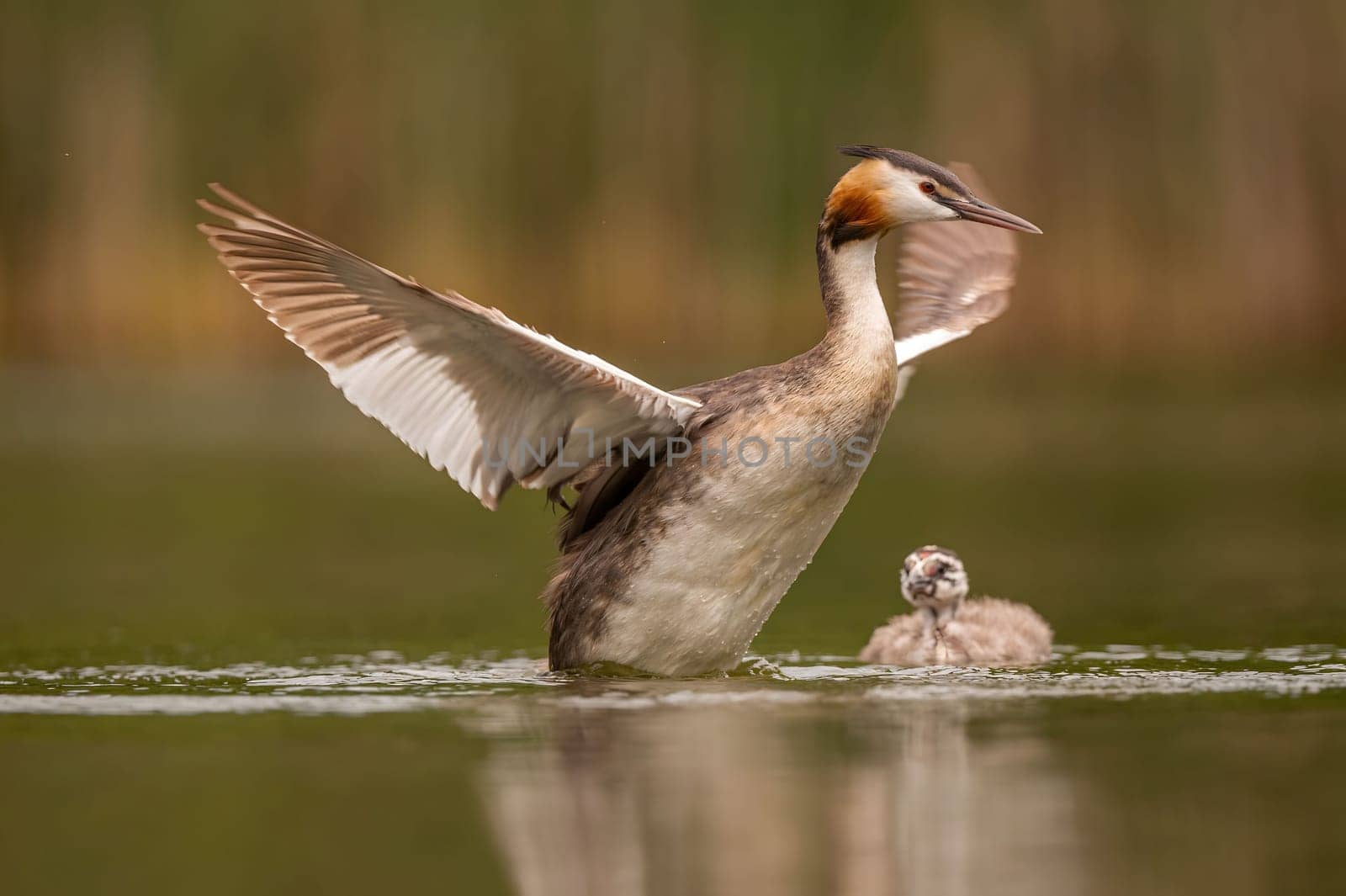 Great Crested Grebe spreading its wings for flight, with blurry greenery and sheet of water in the background.Wildlife photo!