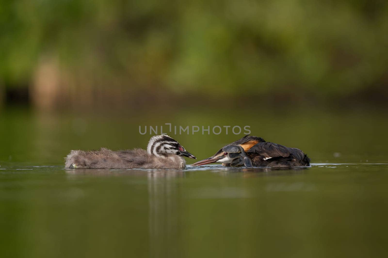 Great Crested Grebe sleeps with its young on the water, with blurry greenery and water surface in the background.Wildlife photo!