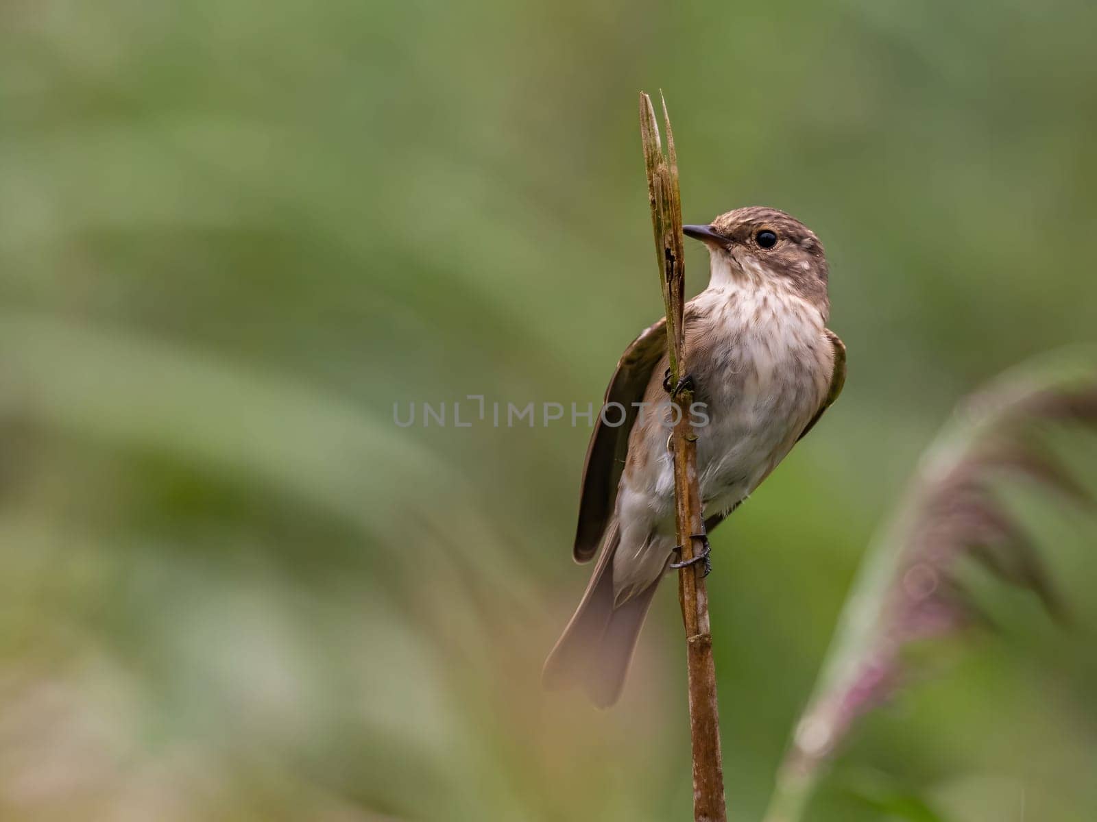 Spotted flycatcher sitting on a dry branch, smudged greenery in the background.Wildlife photo!
