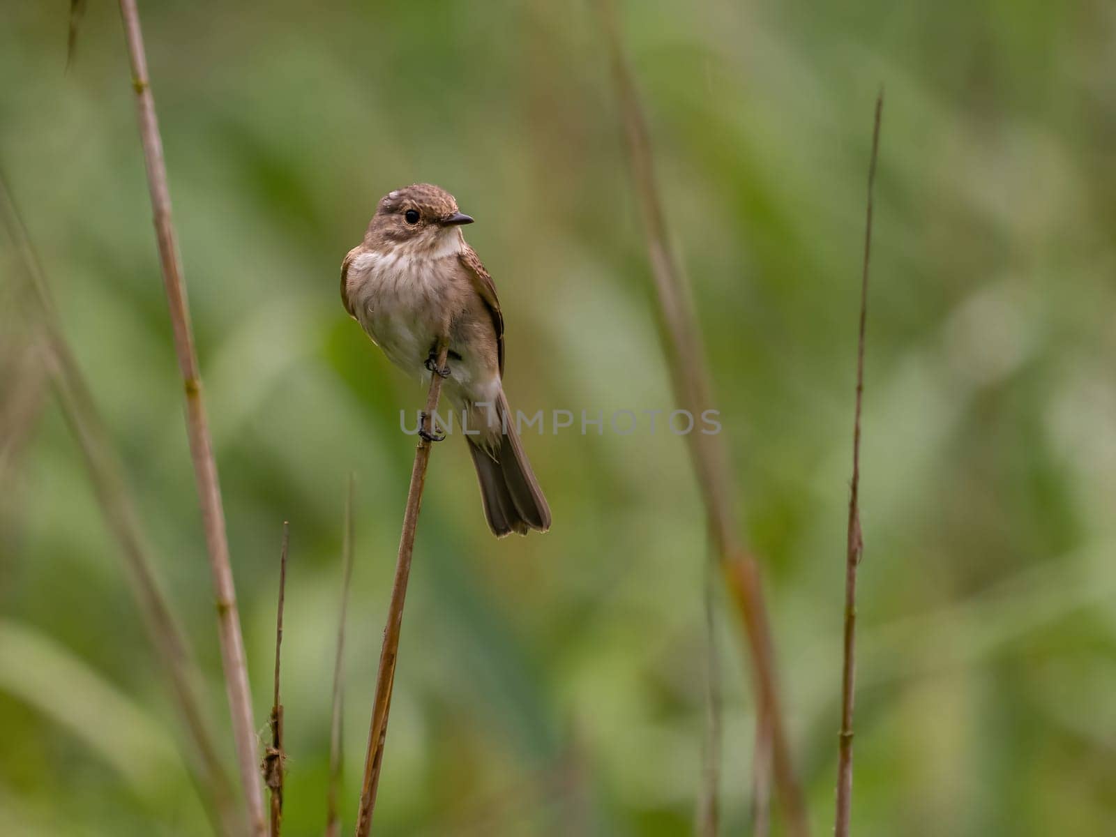 Spotted flycatcher sitting on a dry branch, smudged greenery in the background.Wildlife photo!