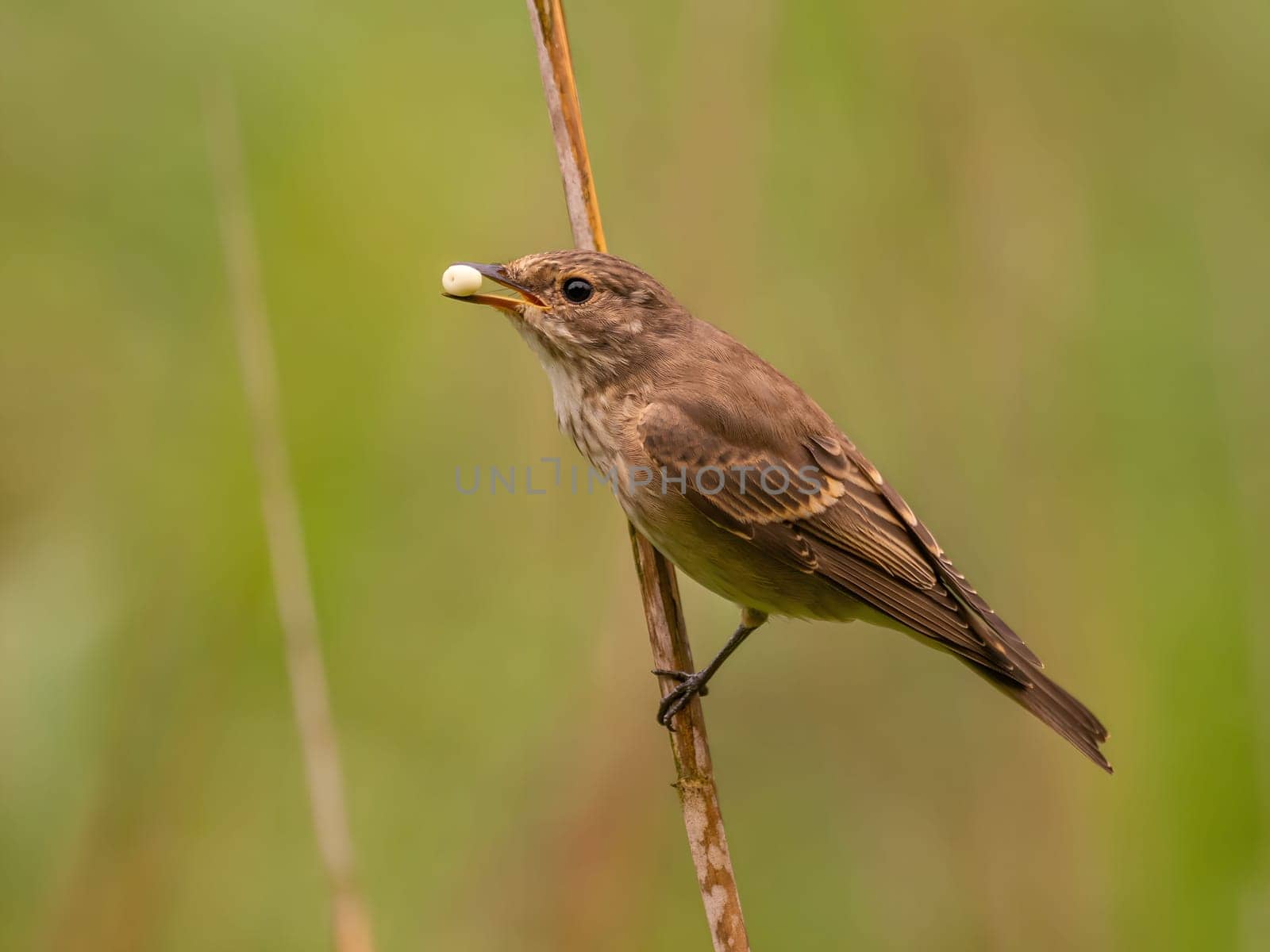 Spotted flycatcher sitting on a dry branch, smudged greenery in the background.Wildlife photo!