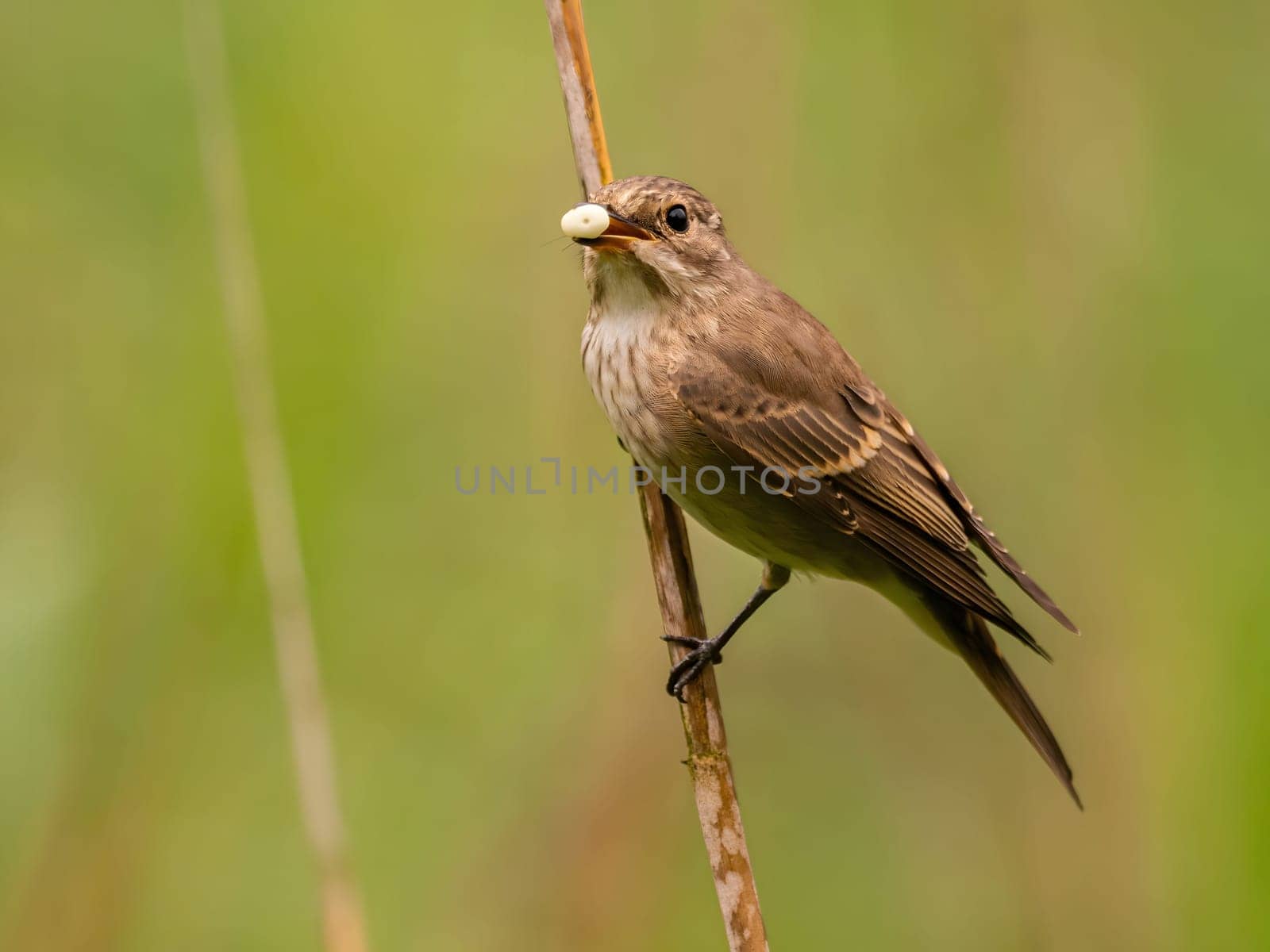Spotted flycatcher sitting on a dry branch, smudged greenery in the background.Wildlife photo!