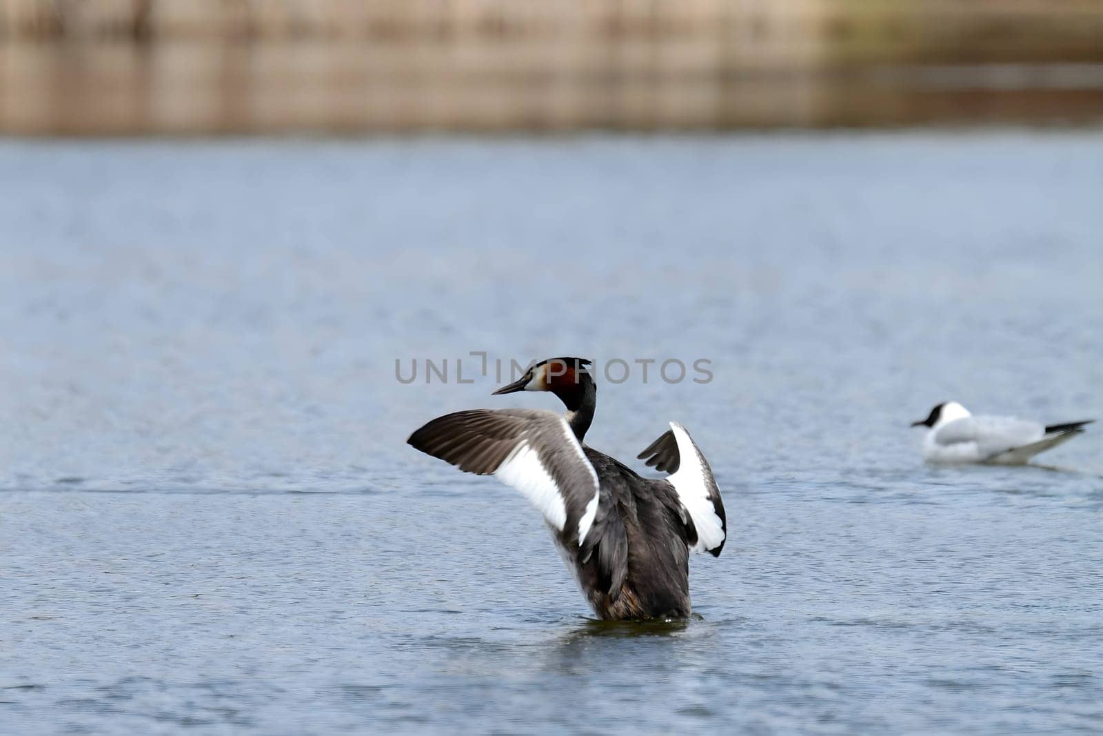 The majestic Great crested grebe, wings outstretched, poised to take flight in a graceful display of natural elegance and freedom.