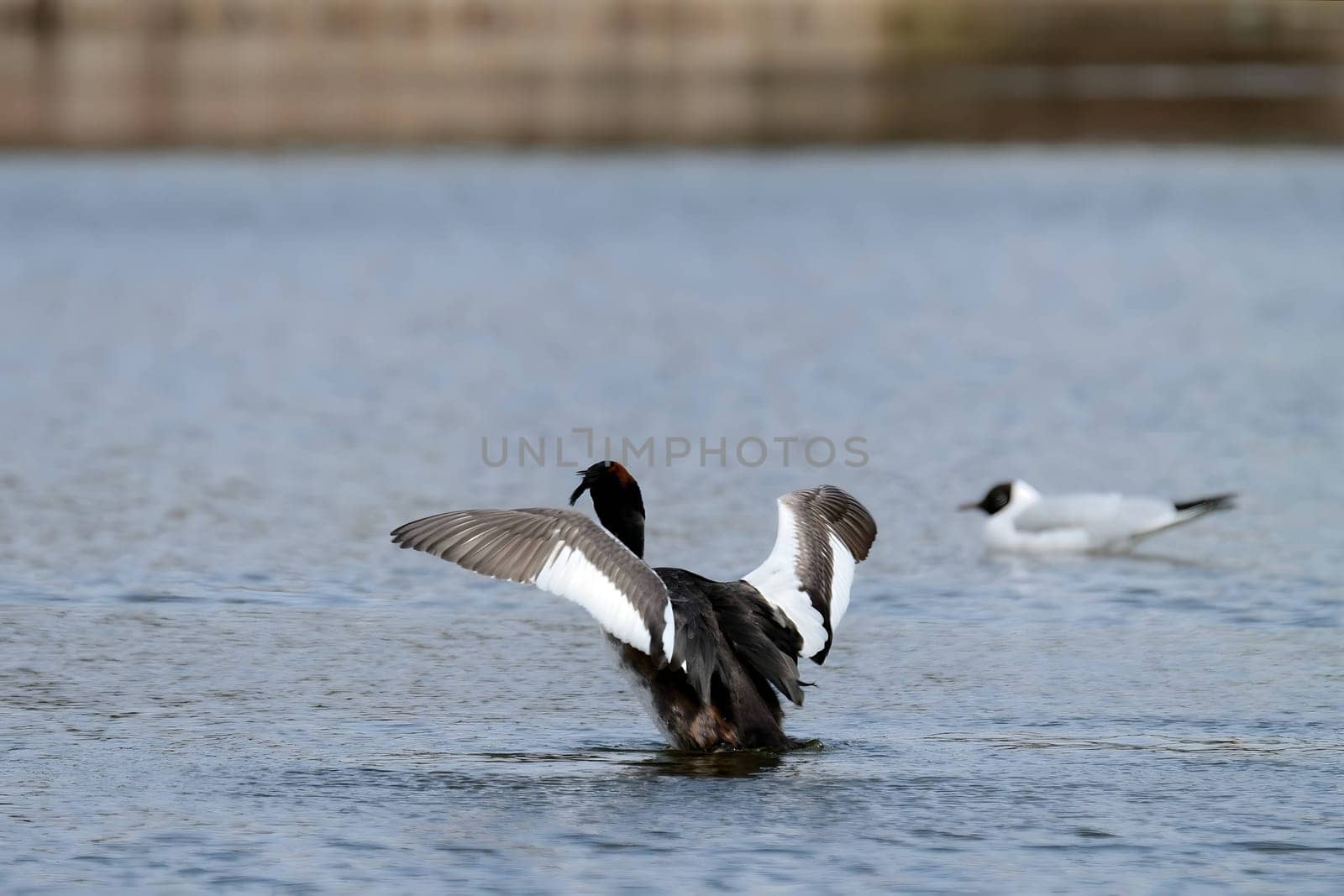 The majestic Great crested grebe, wings outstretched, poised to take flight in a graceful display of natural elegance and freedom.
