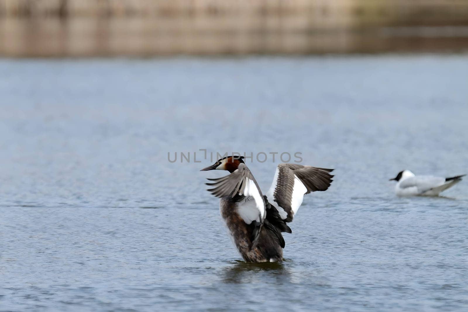 The majestic Great crested grebe, wings outstretched, poised to take flight in a graceful display of natural elegance and freedom.