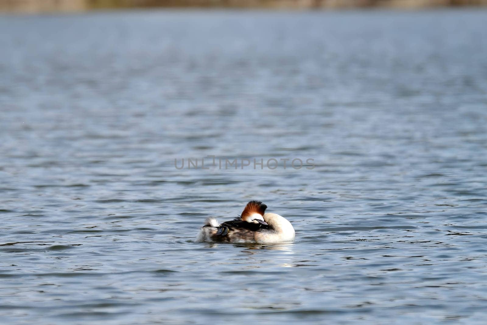 Close-up photo of a male and female Great Crested Grebe together on the water. (75 characters)