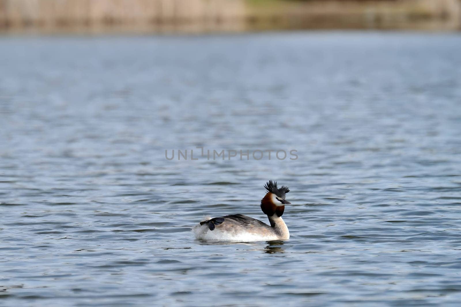 Close-up photo of a male and female Great Crested Grebe together on the water. (75 characters)