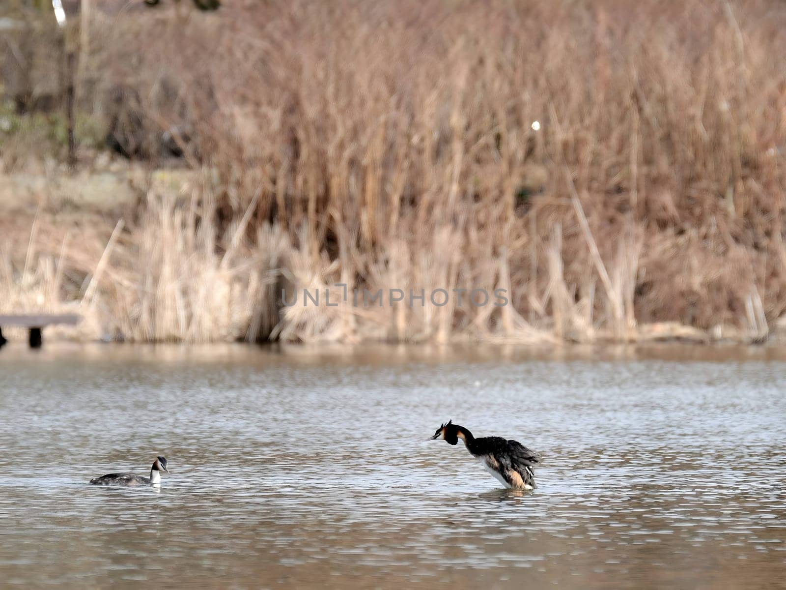 The majestic Great crested grebe, wings outstretched, poised to take flight in a graceful display of natural elegance and freedom.