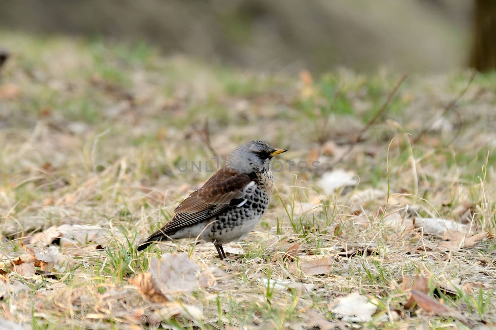 Fieldfare foraging on the ground amidst dry leaves, blending beautifully with its surroundings.