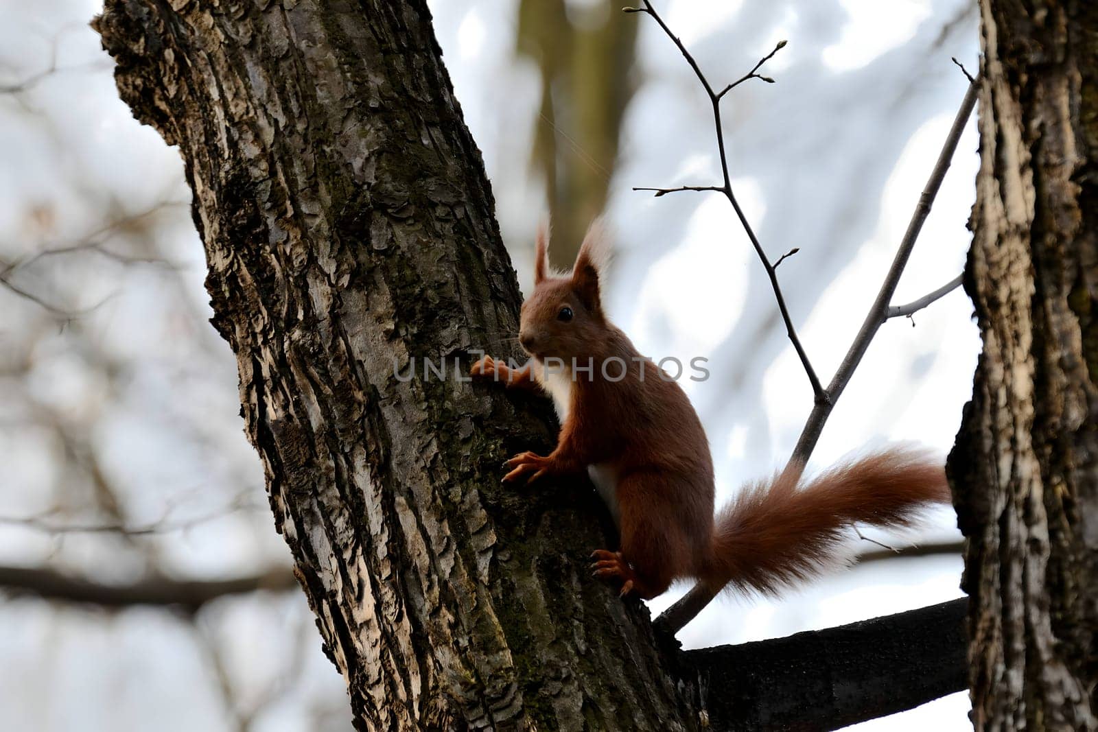 Red squirrel perched on a tree branch.