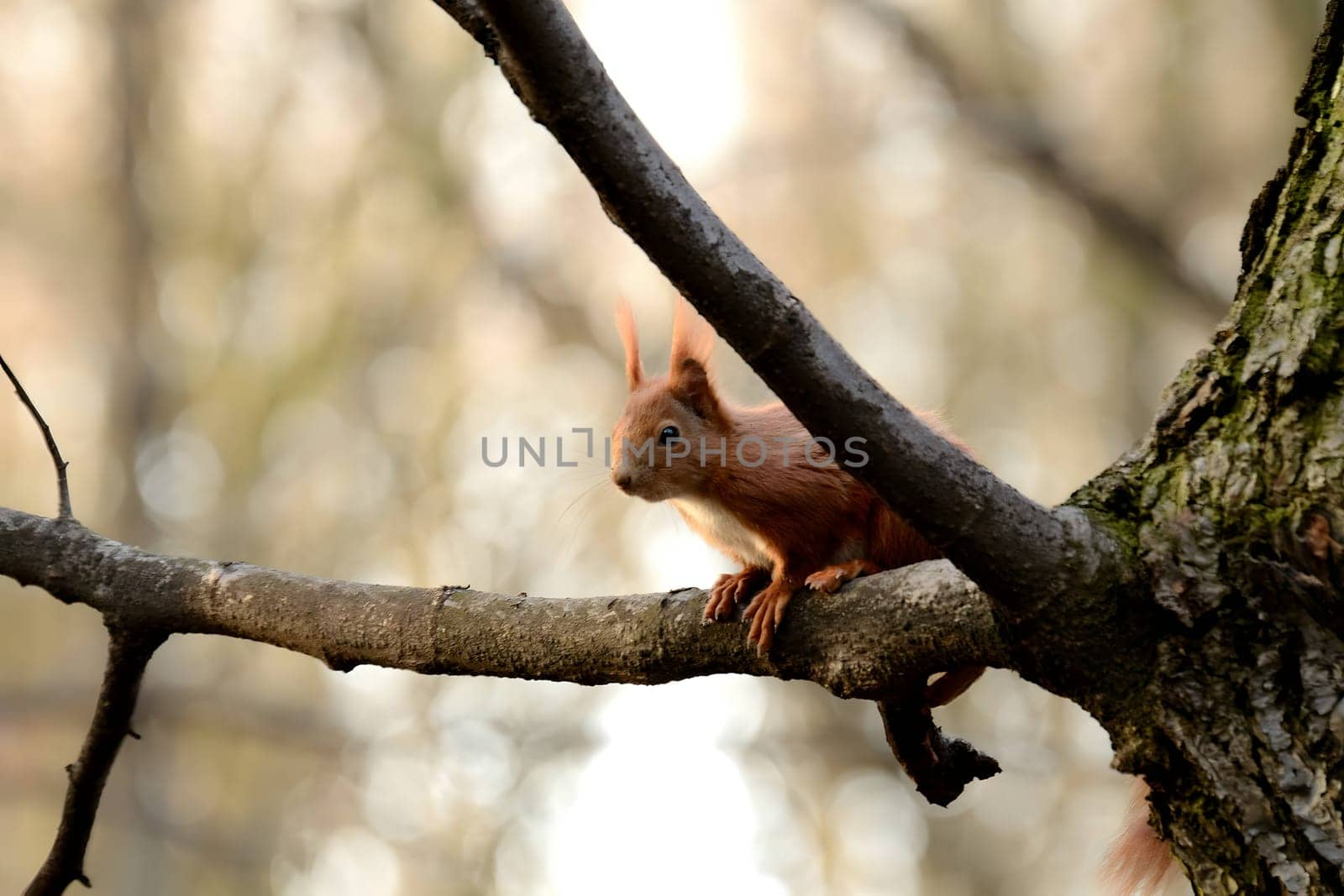 Red squirrel perched on a tree branch.