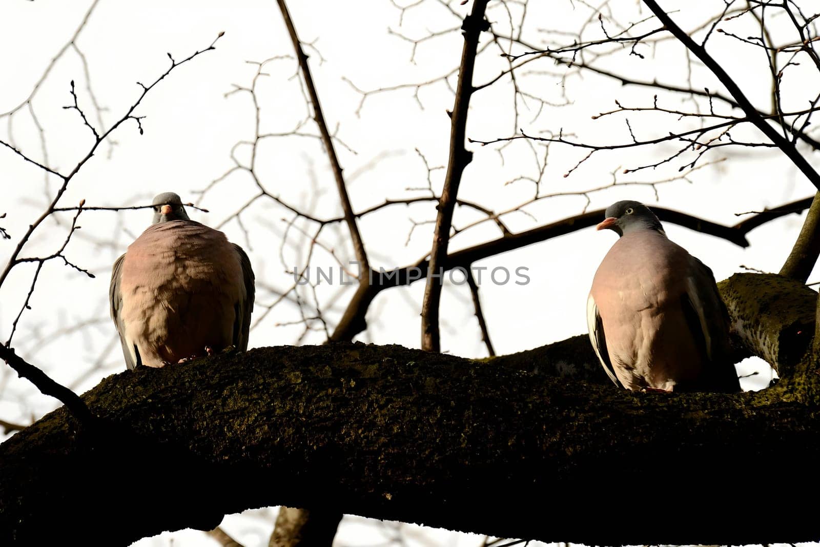 Two common wood pigeons gracefully perched on a sturdy tree branch, their soft colors blending harmoniously with the surrounding foliage.