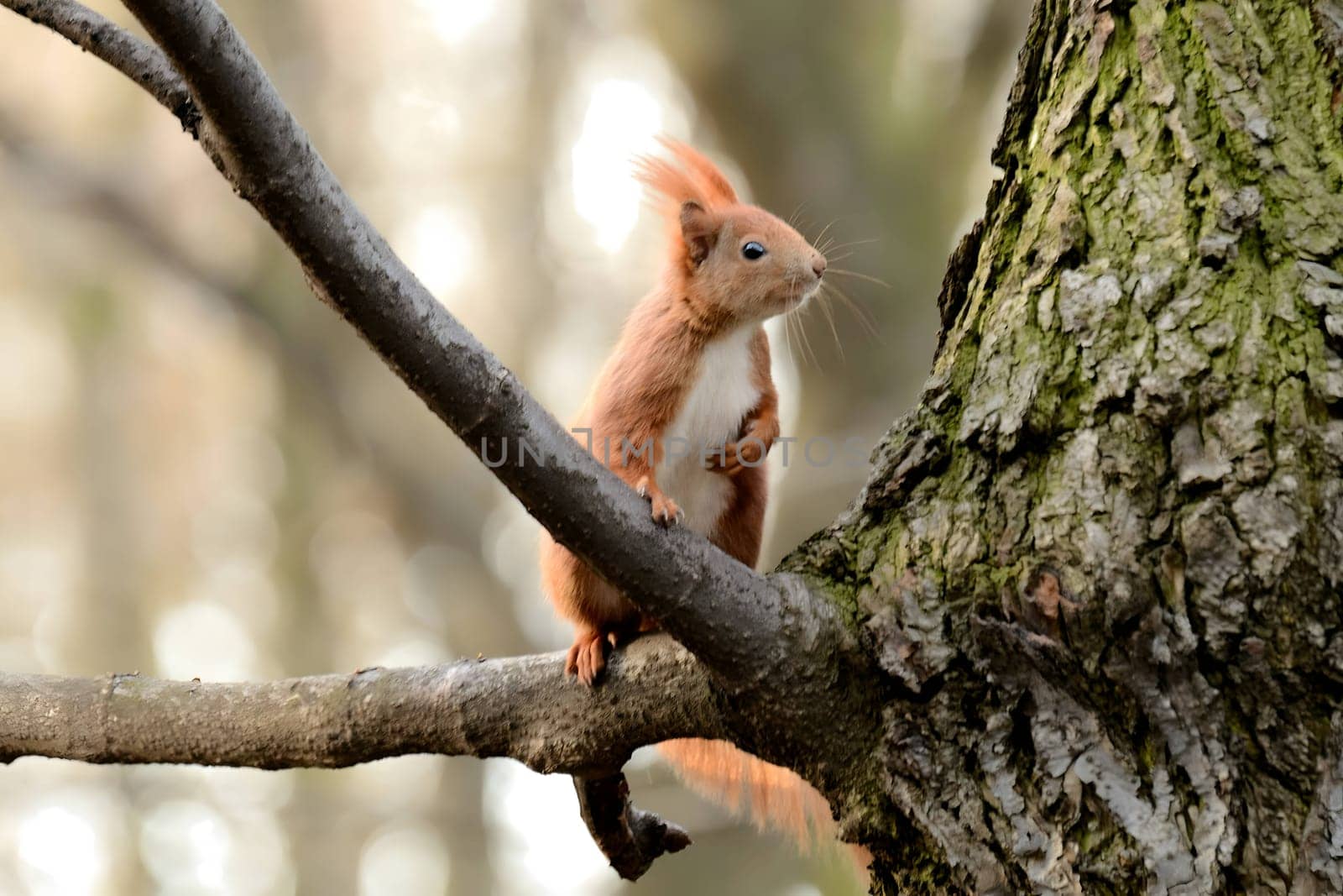 Red squirrel perched on a tree branch.