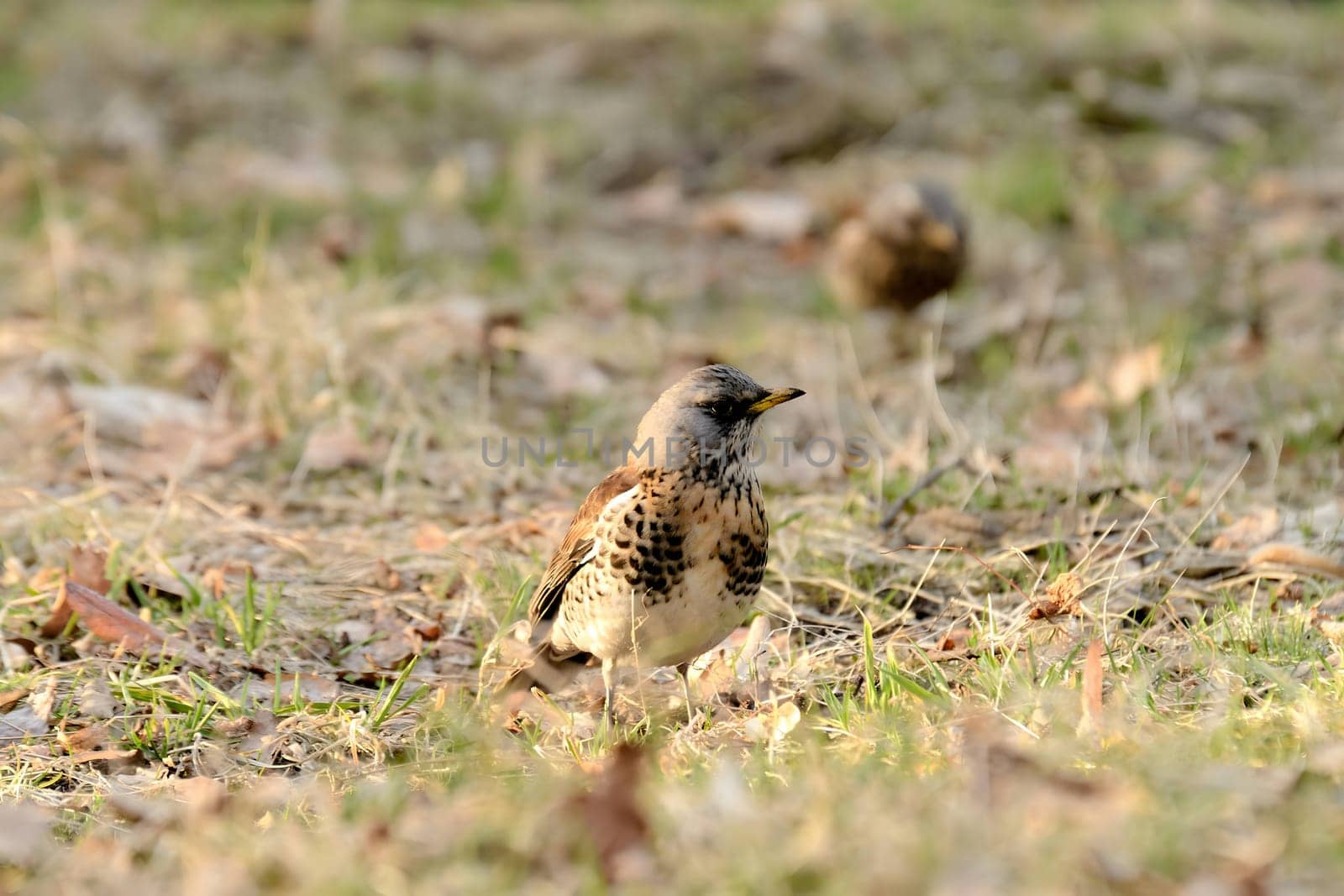 Fieldfare foraging on the ground amidst dry leaves, blending beautifully with its surroundings.