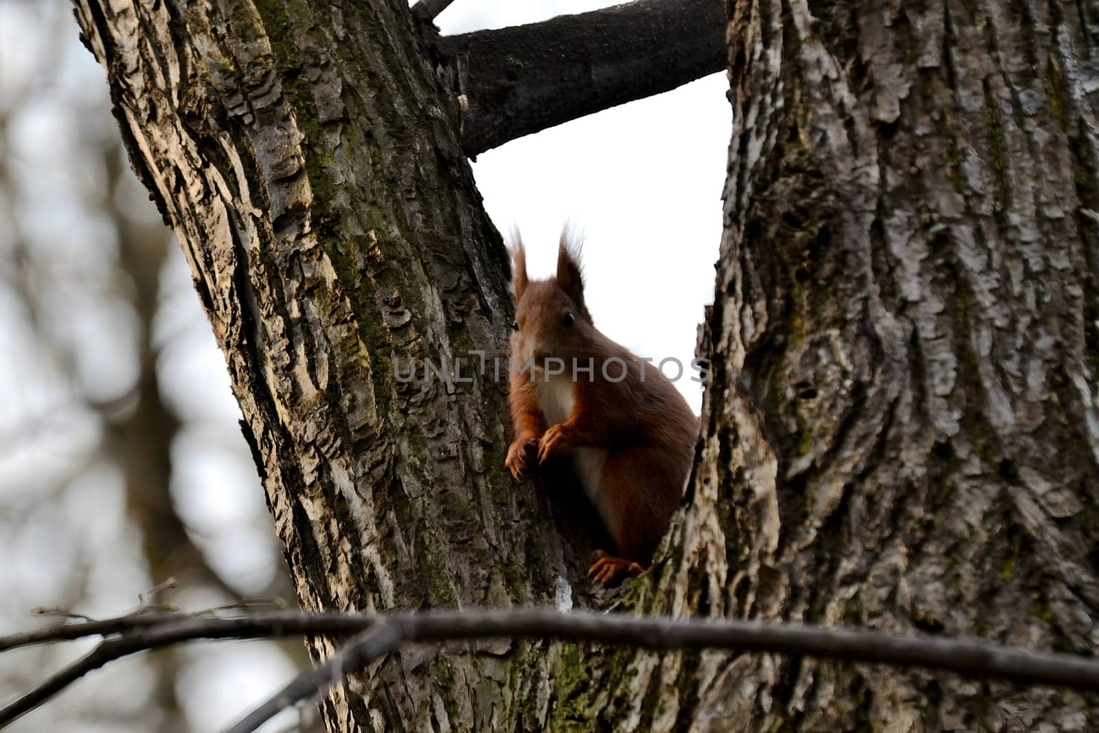 Red squirrel perched on a tree branch.