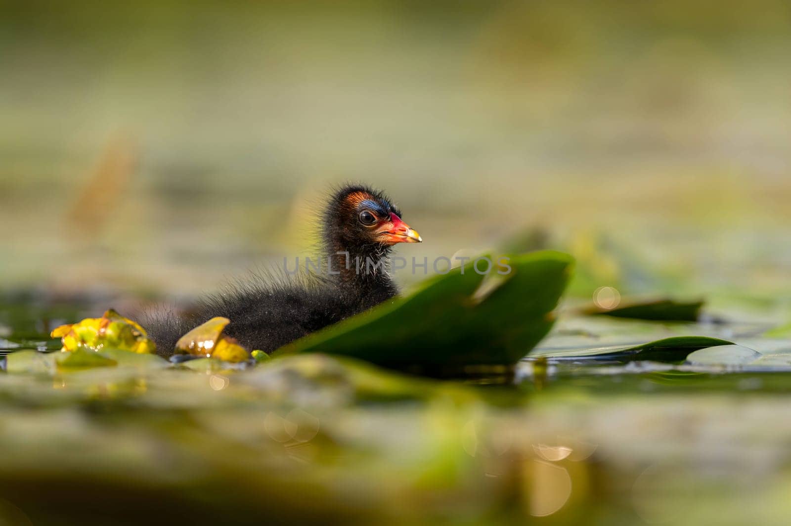 A baby Common Moorhen gracefully glides on the water, with beautifully captured reflections and blurred vegetation in the background.