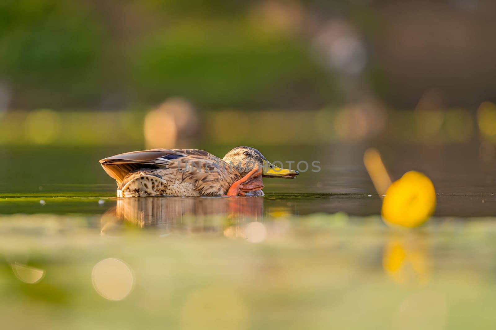 A serene wild duck gracefully gliding on the water, its reflection mirrored below. The smudged vegetation in the background adds to the tranquil scene.