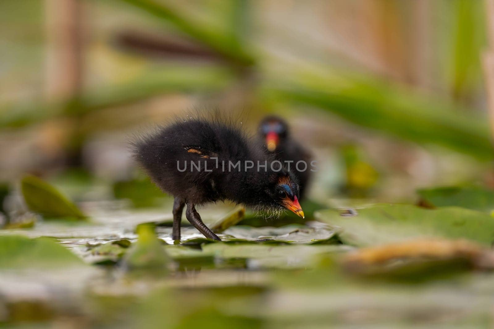 A baby Common Moorhen gracefully glides on the water, with beautifully captured reflections and blurred vegetation in the background.