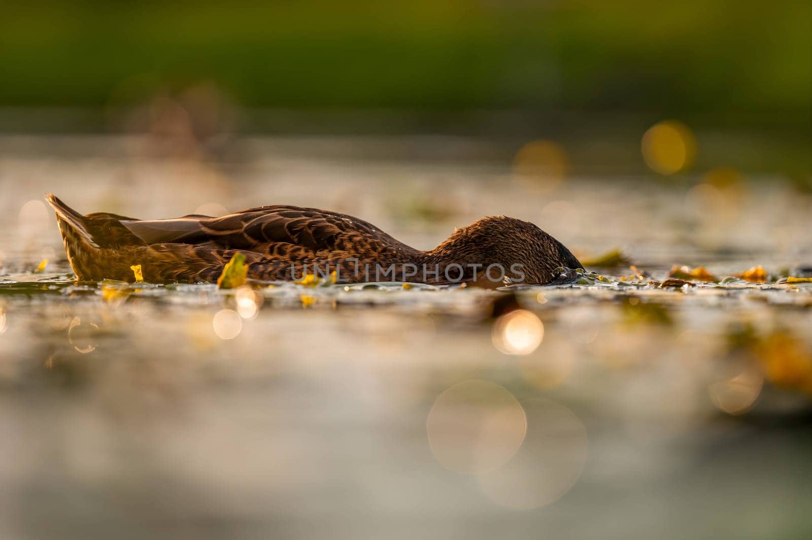 A serene wild duck gracefully gliding on the water, its reflection mirrored below. The smudged vegetation in the background adds to the tranquil scene.